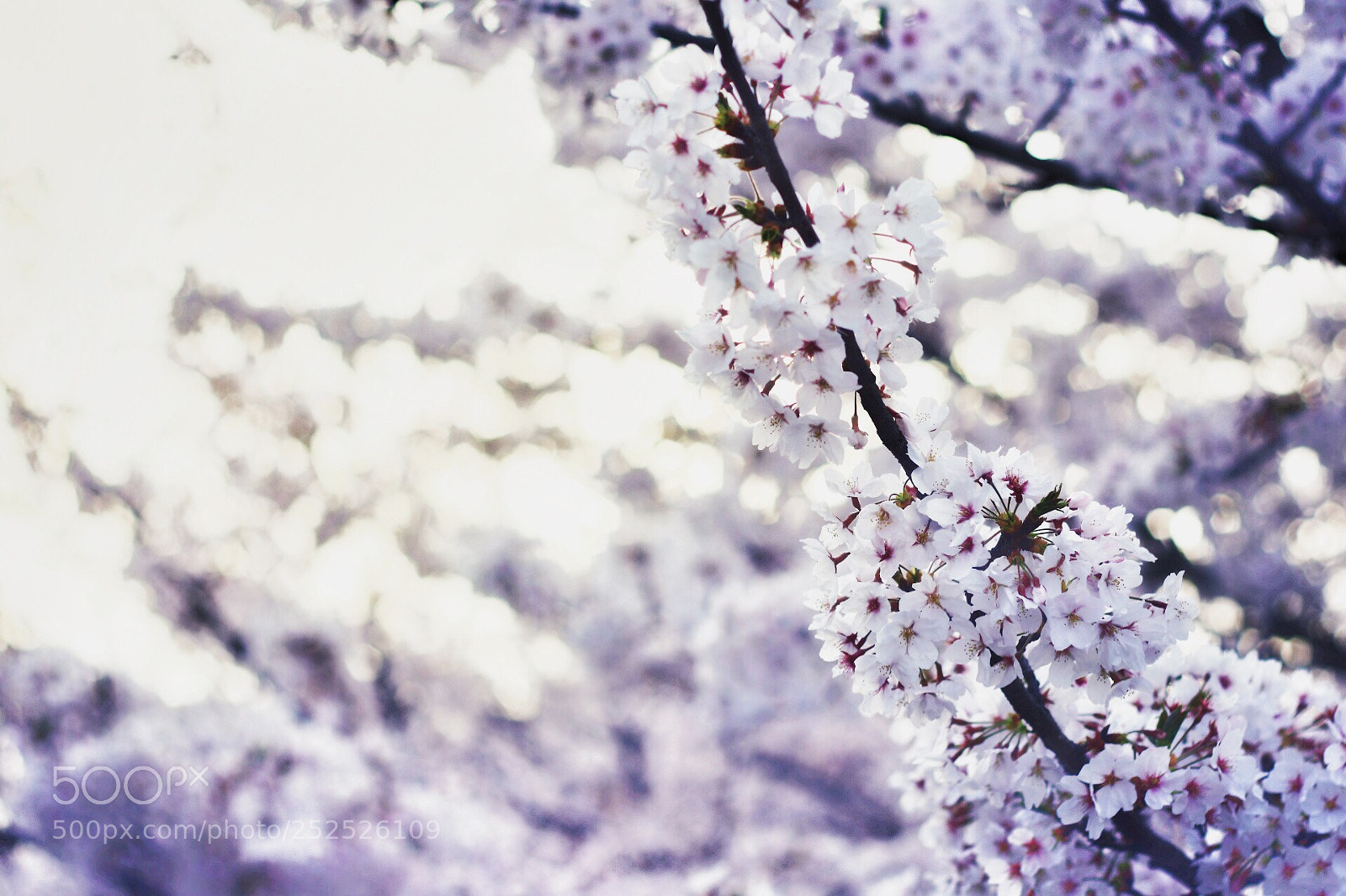 Canon EOS 80D sample photo. Cherry blossom photography