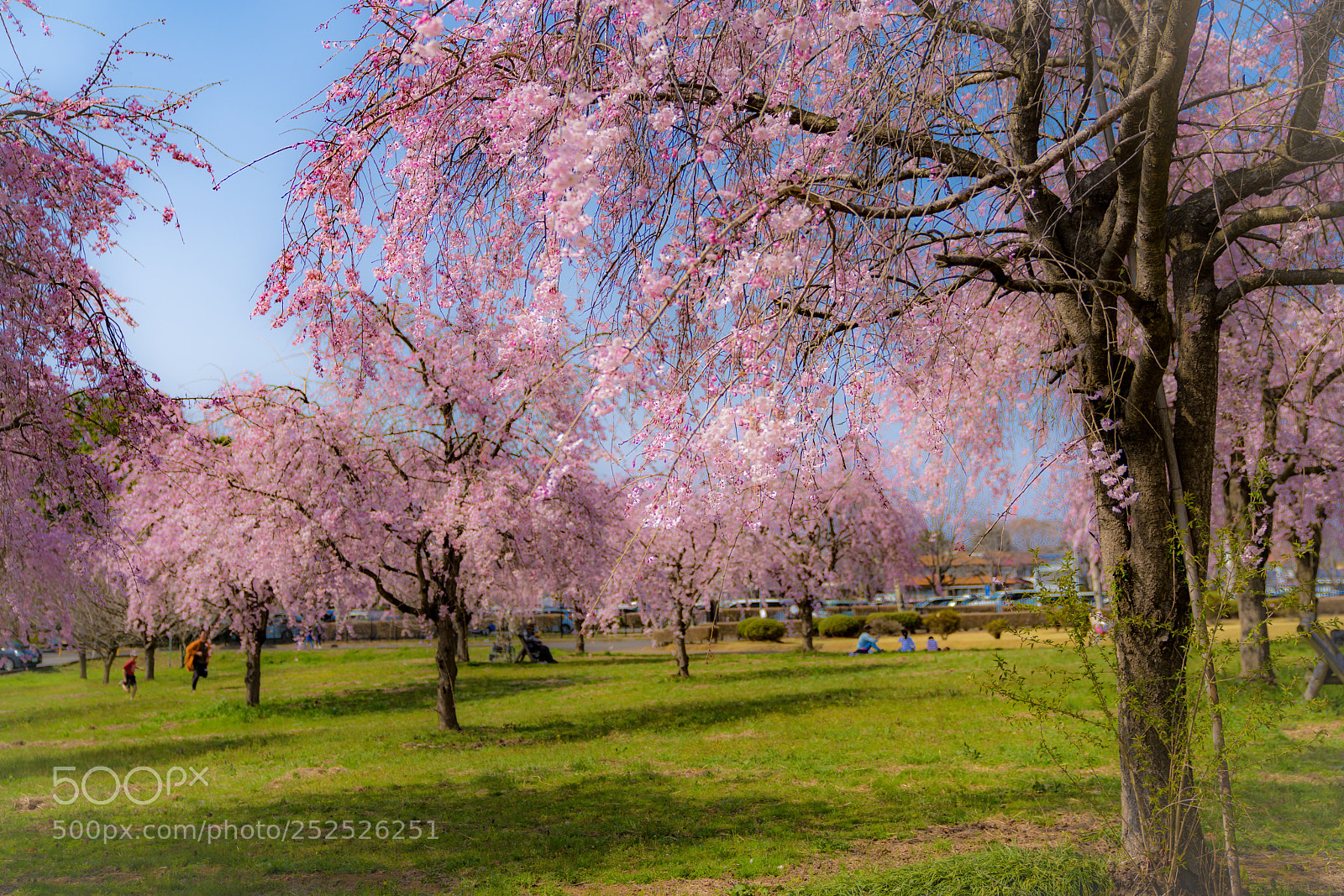 Sony a7R III sample photo. Cherry blossom  photography