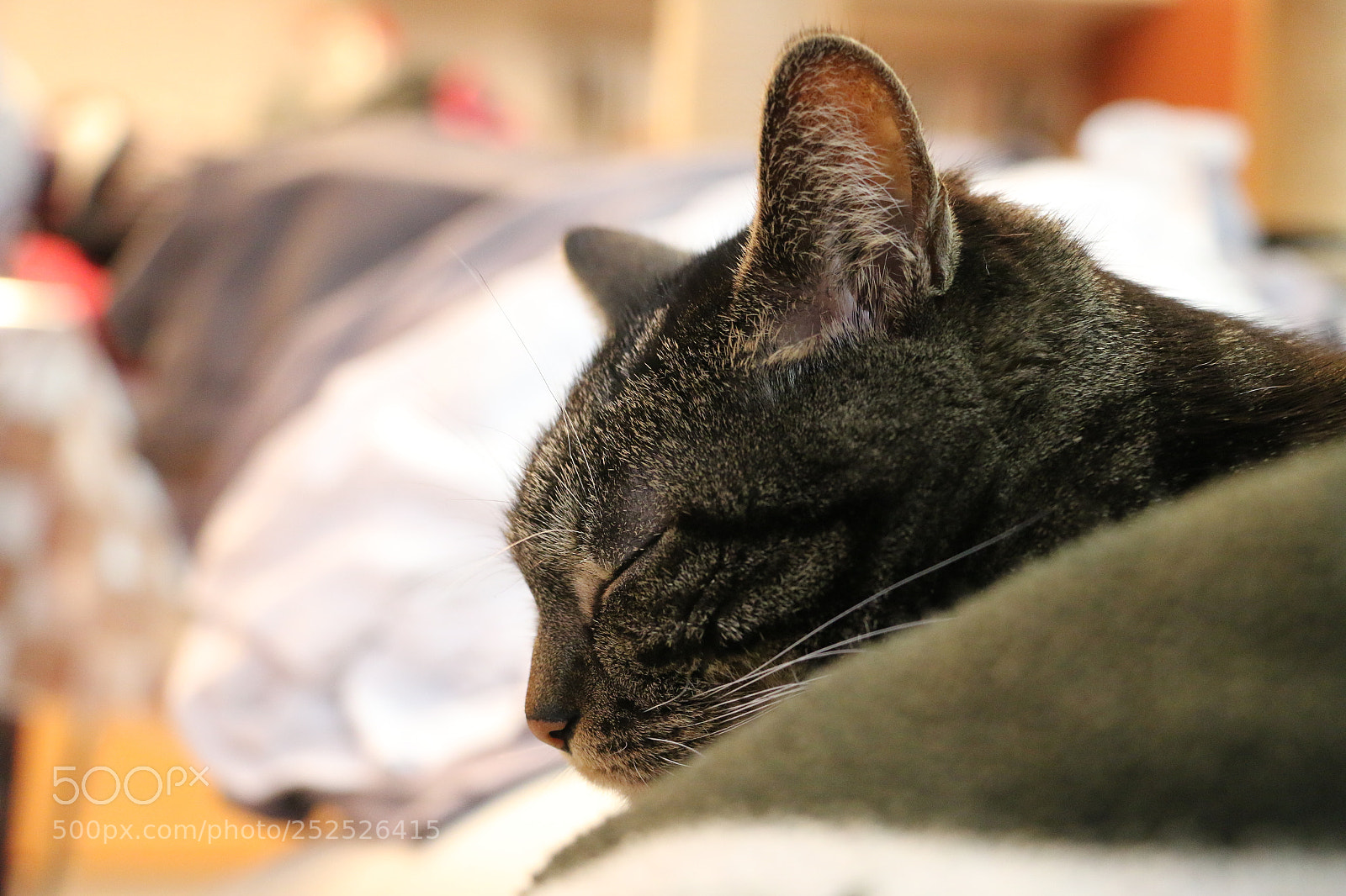 Canon EOS 70D sample photo. Mila photography