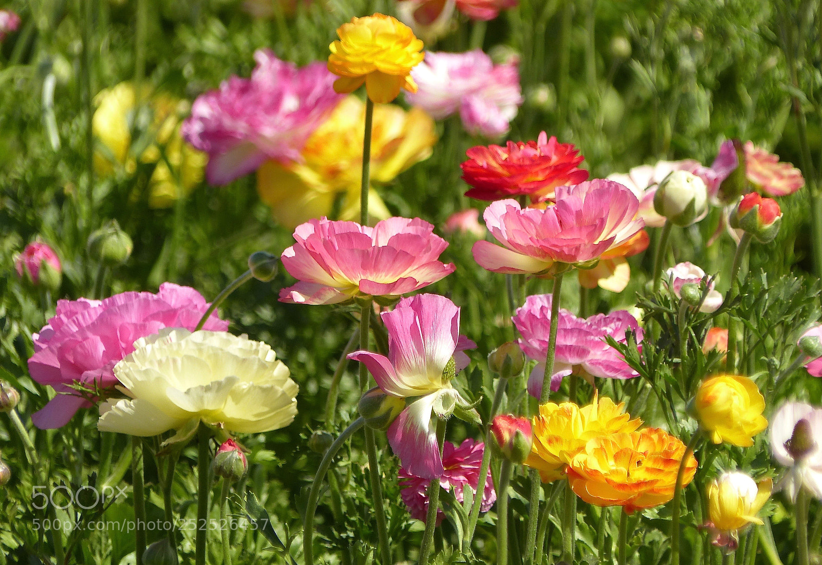 Panasonic Lumix DMC-FZ200 sample photo. Many bright colors photography
