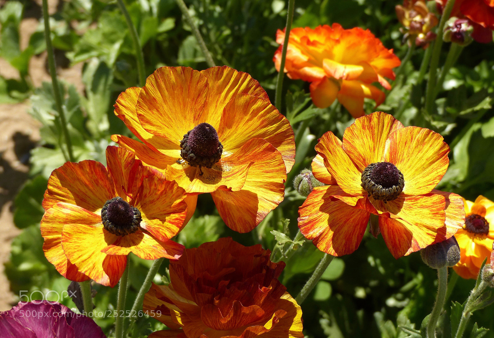 Panasonic Lumix DMC-FZ200 sample photo. Sunsets on petals photography