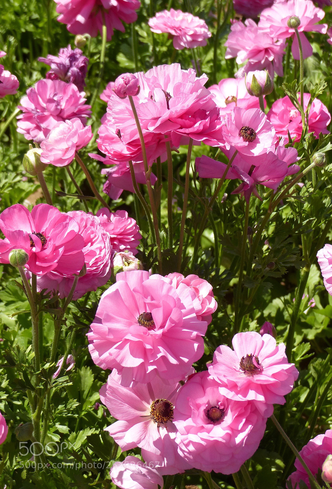 Panasonic Lumix DMC-FZ200 sample photo. A field of pink photography