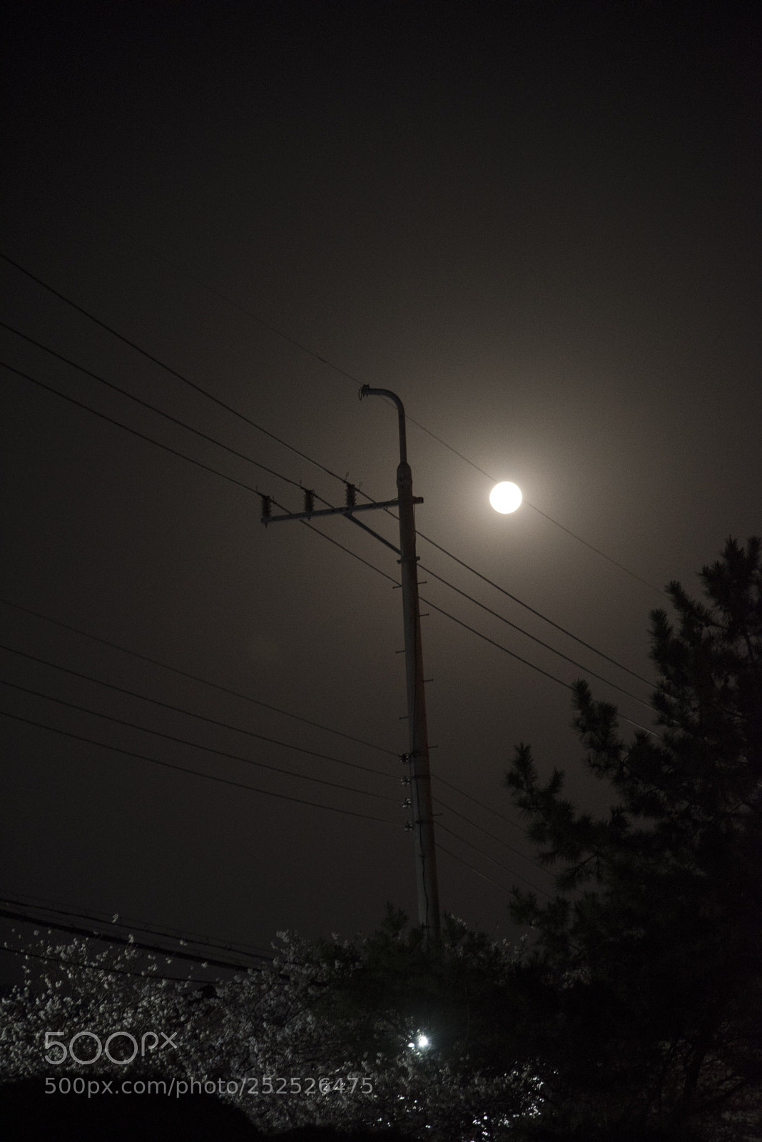 Nikon D810 sample photo. Moon on the wire photography