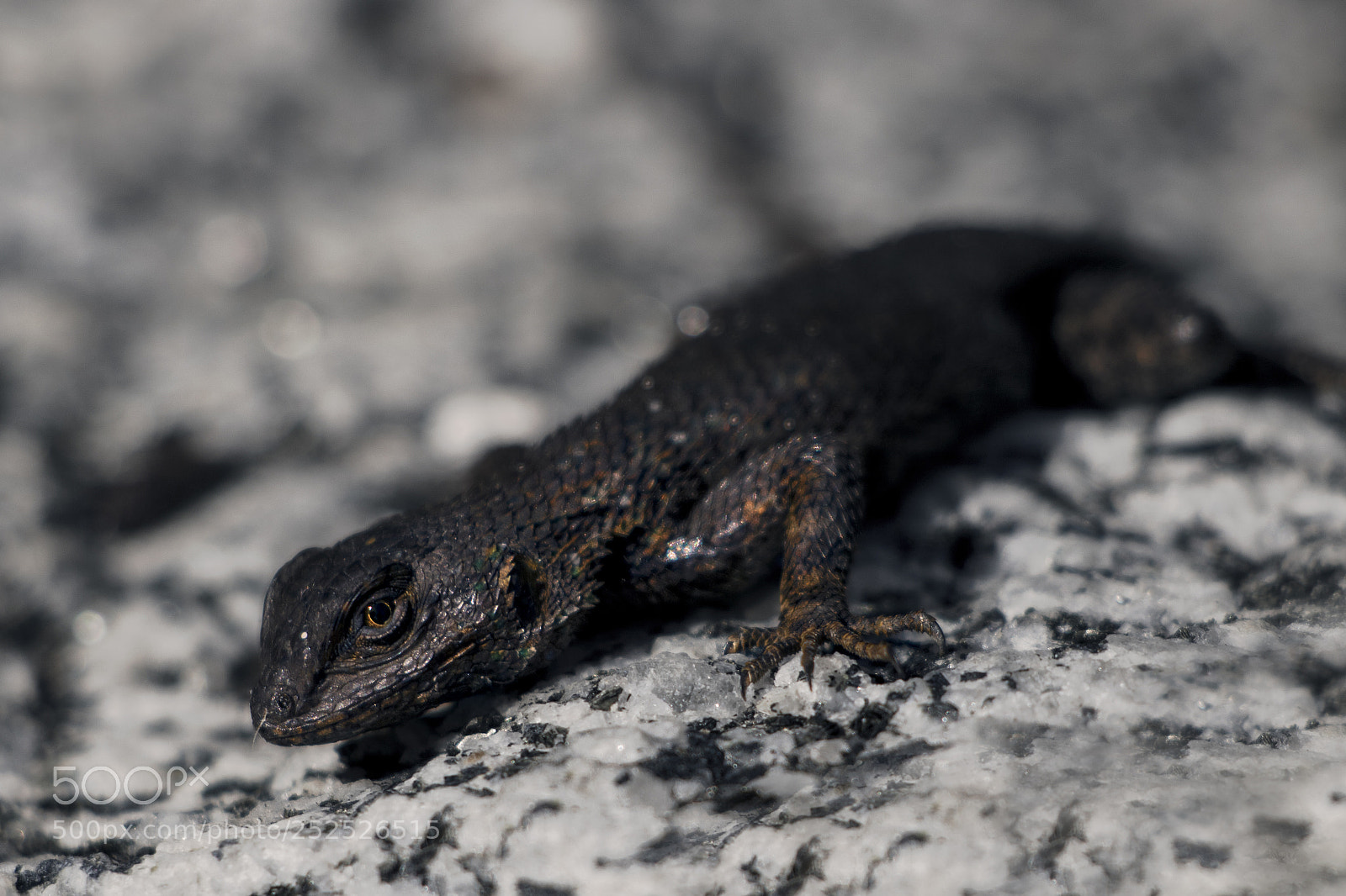 Canon EOS 750D (EOS Rebel T6i / EOS Kiss X8i) sample photo. Dark lizard photography