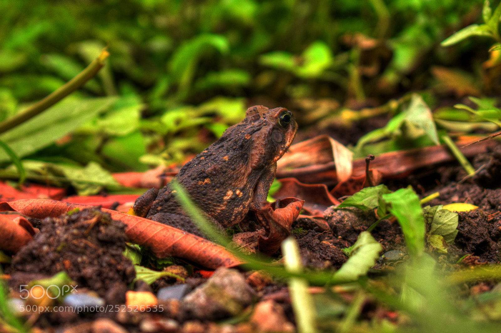 Nikon D5300 sample photo. La belleza natural photography