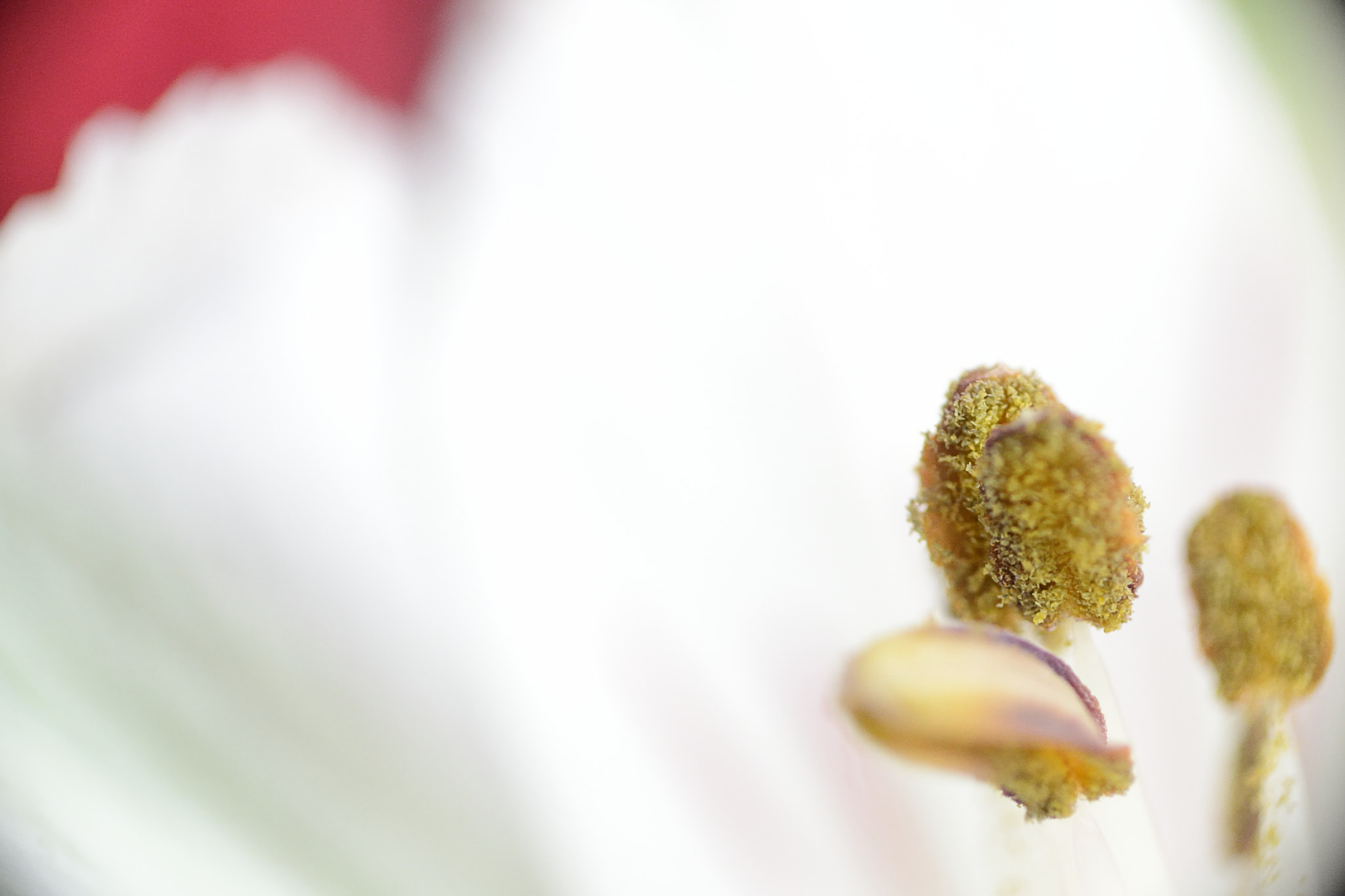 Nikon D7100 sample photo. Flower parts photography