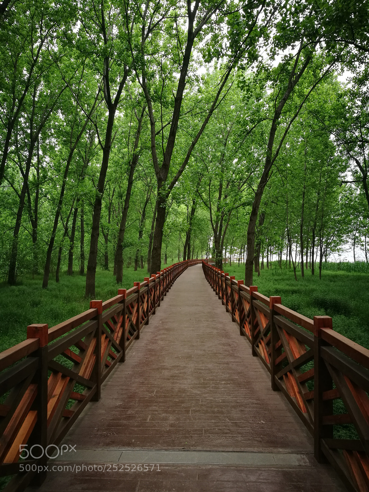 HUAWEI P9 sample photo. Woods beside the river photography