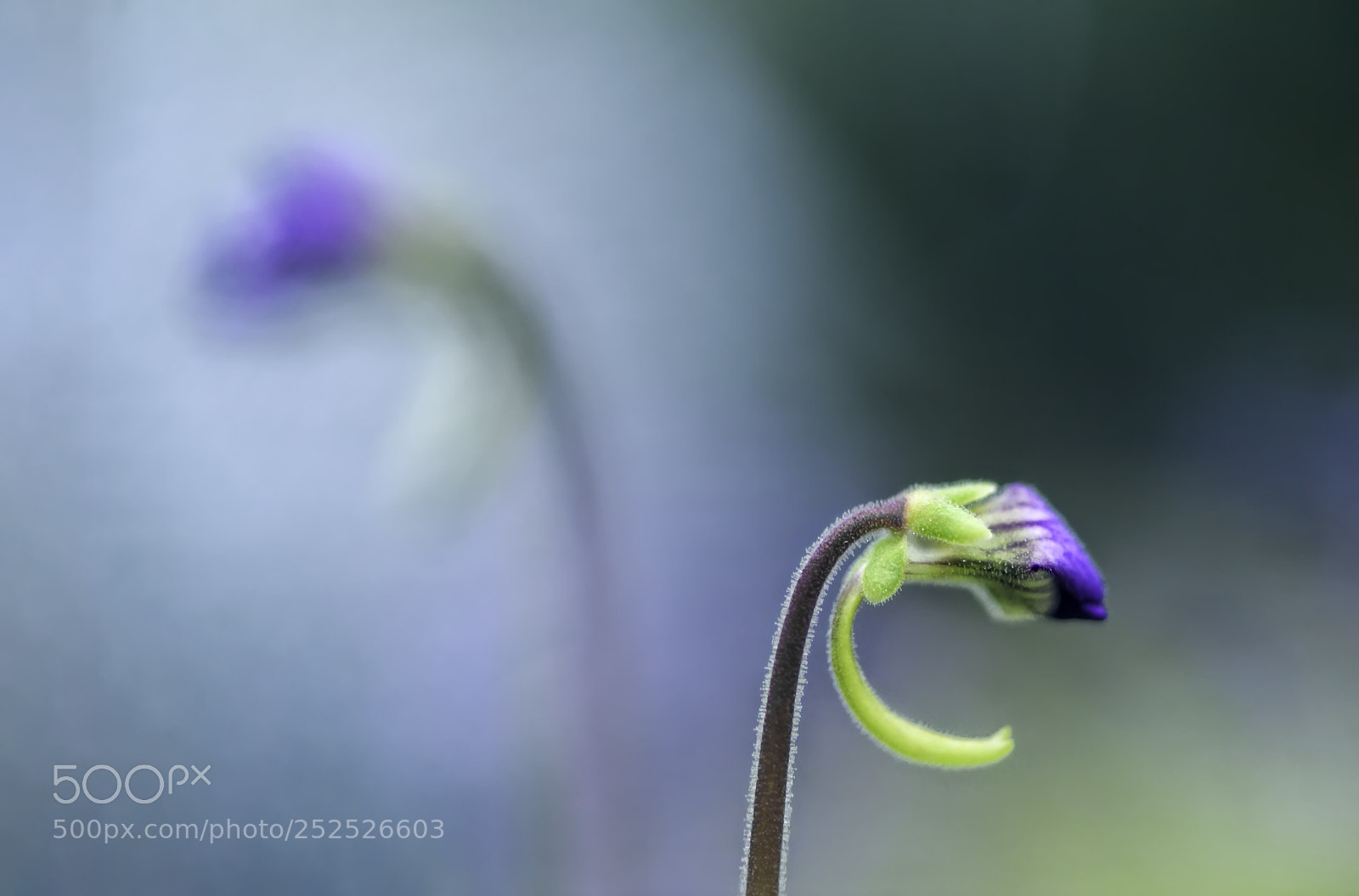 Nikon D810 sample photo. Shadow photography
