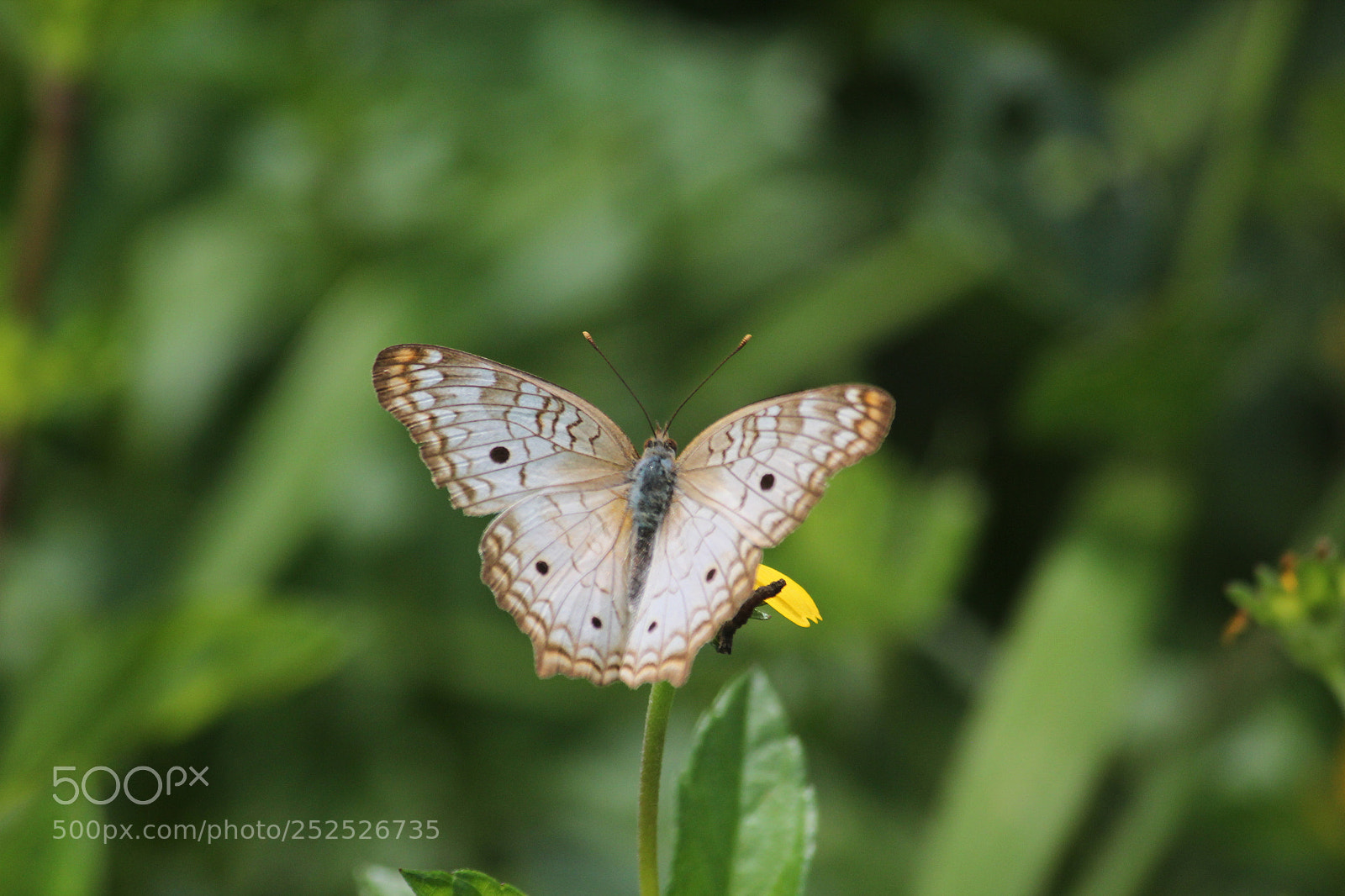 Canon EF-S 55-250mm F4-5.6 IS II sample photo. White peacock butterfly photography