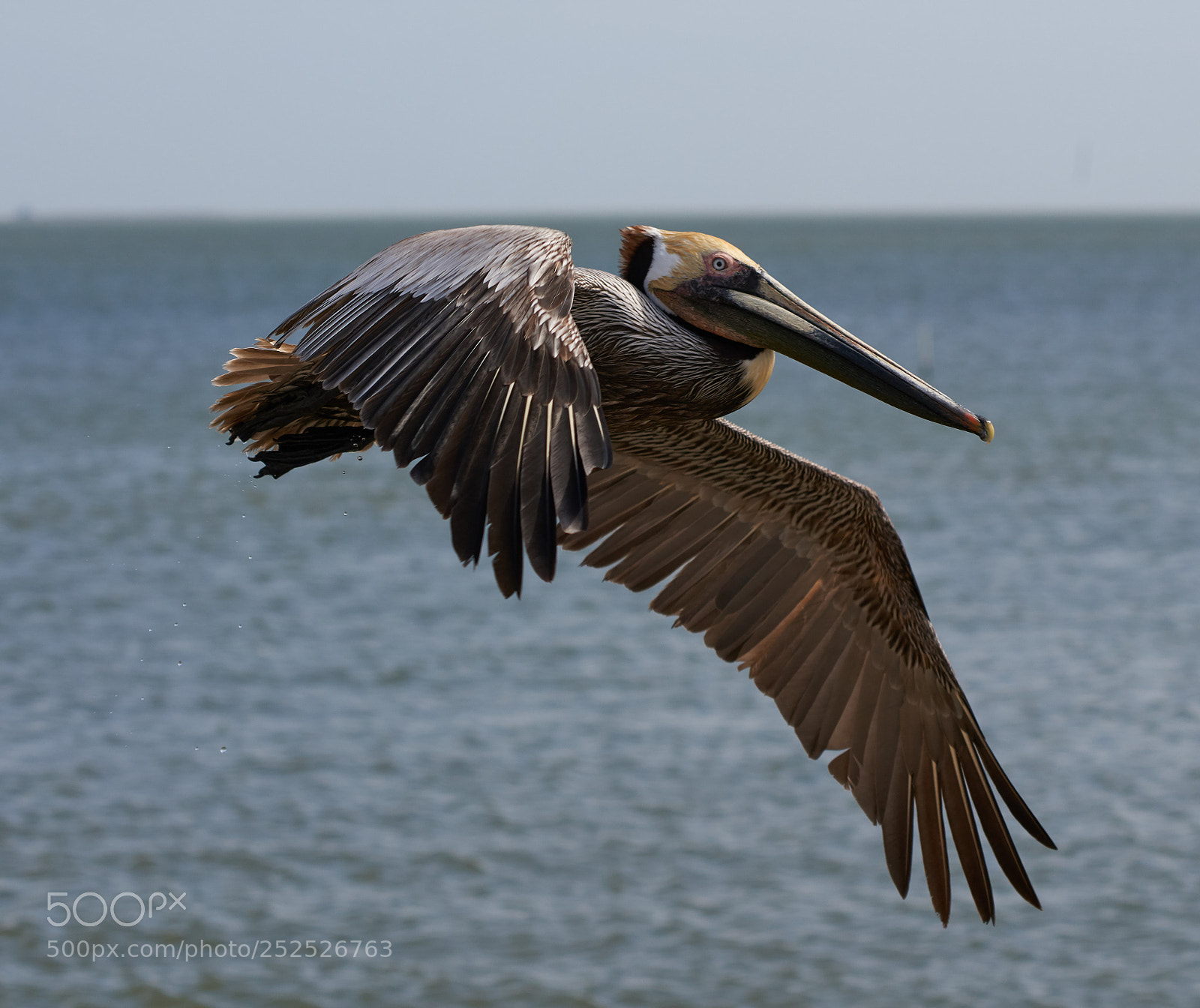 Sony a7R III sample photo. Pelican photography