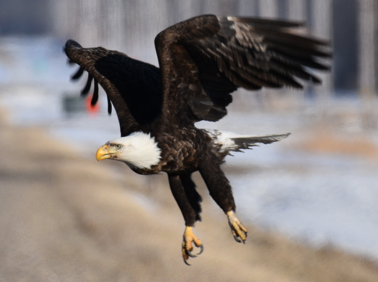 Nikon AF-S Nikkor 200-500mm F5.6E ED VR sample photo. The leap to flight photography