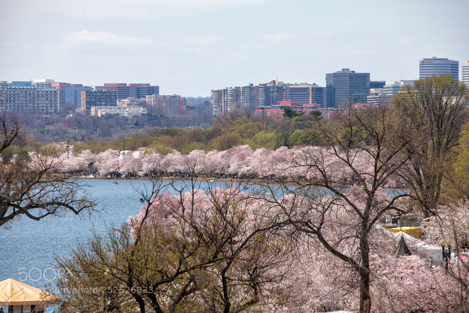 Canon EOS 5D Mark IV sample photo. Cherry blossoms dc photography