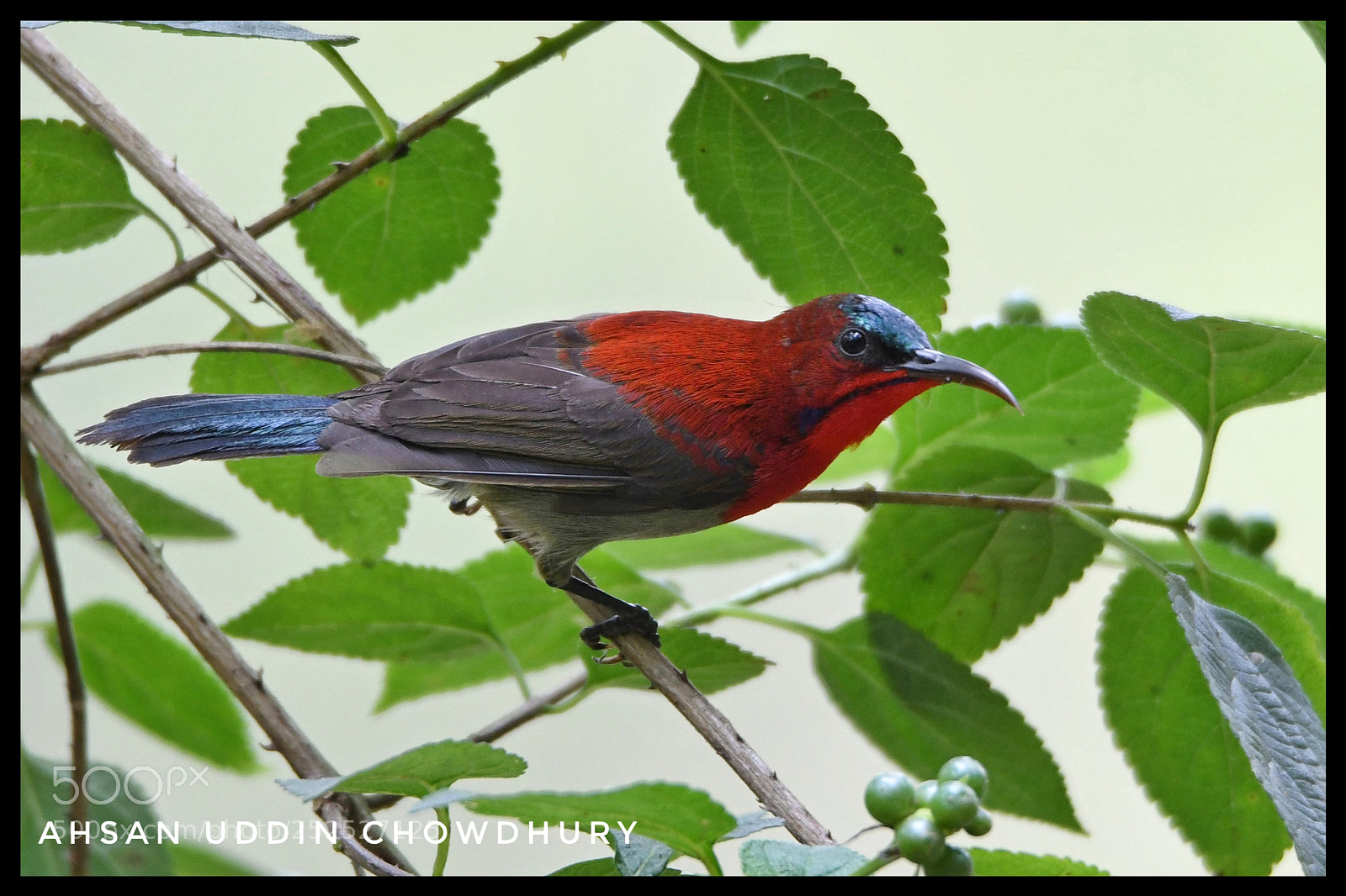 Nikon D500 sample photo. Crimson sunbird photography