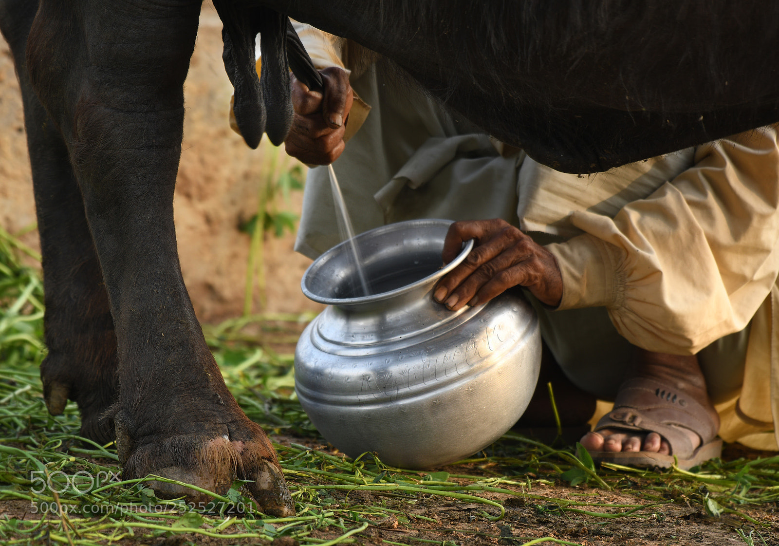 Nikon D7500 sample photo. Milking photography
