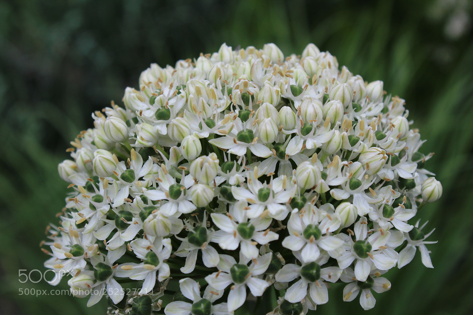 Canon EOS 1200D (EOS Rebel T5 / EOS Kiss X70 / EOS Hi) sample photo. White flower photography
