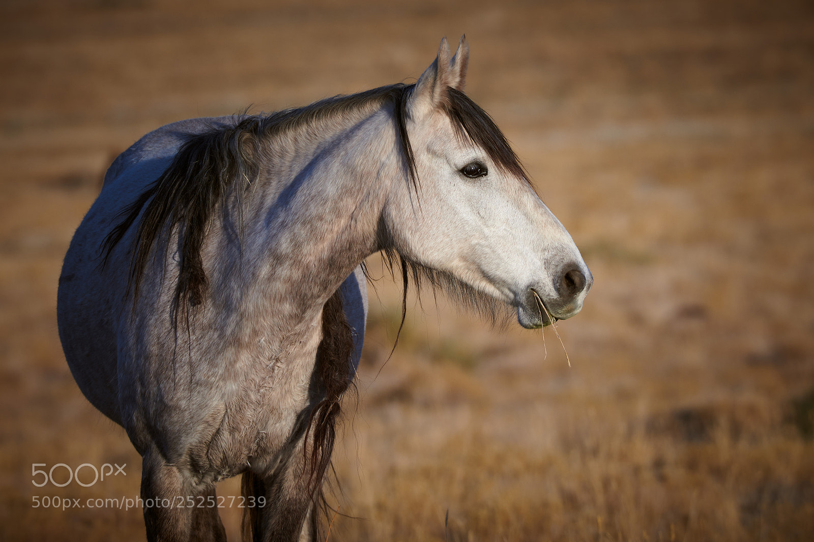 Nikon D850 sample photo. Wild horse photography
