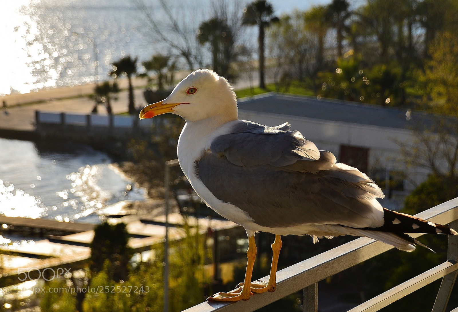 Nikon D7000 sample photo. To. be or not photography
