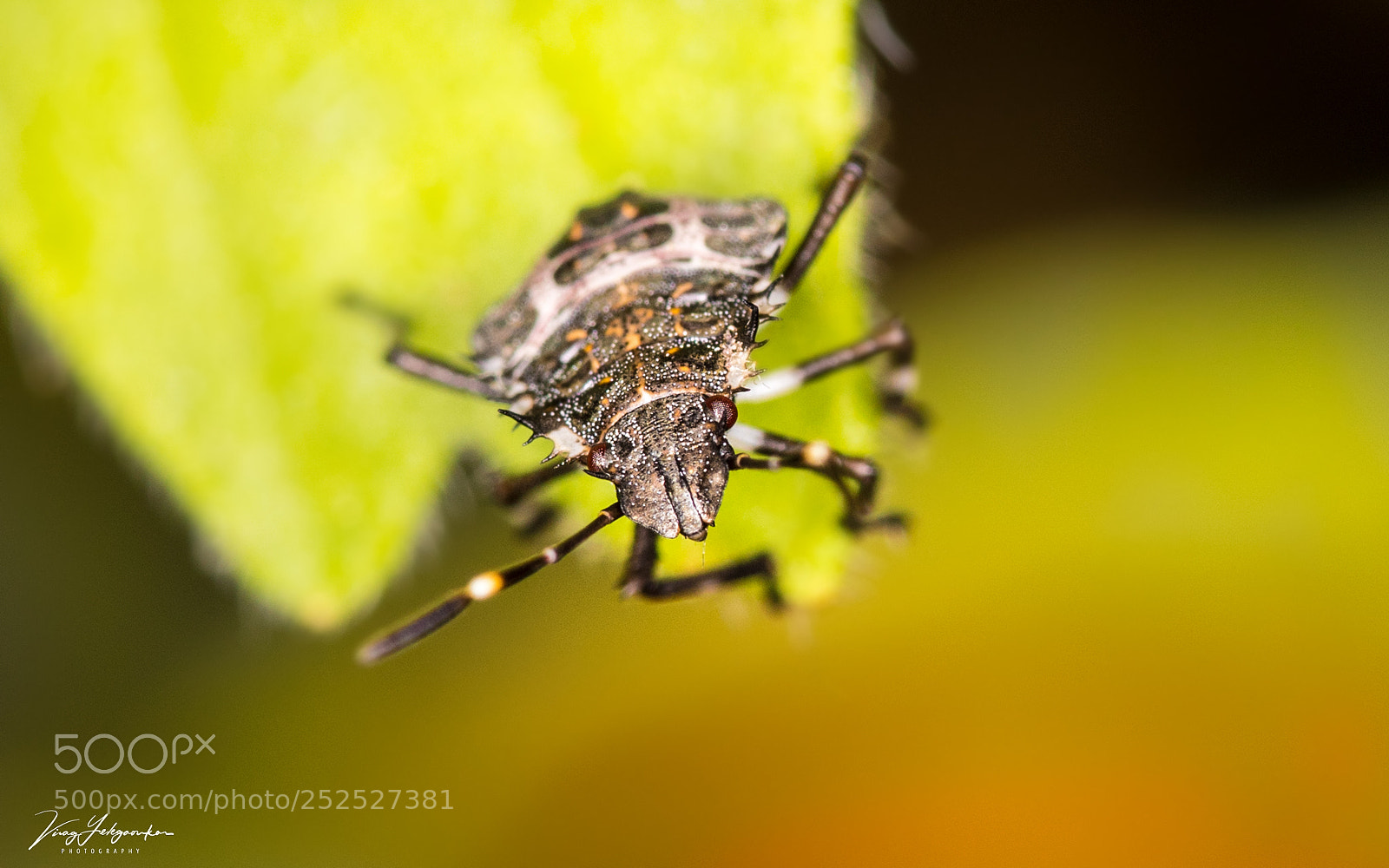 Canon EOS 5D Mark IV sample photo. If you like bugs photography