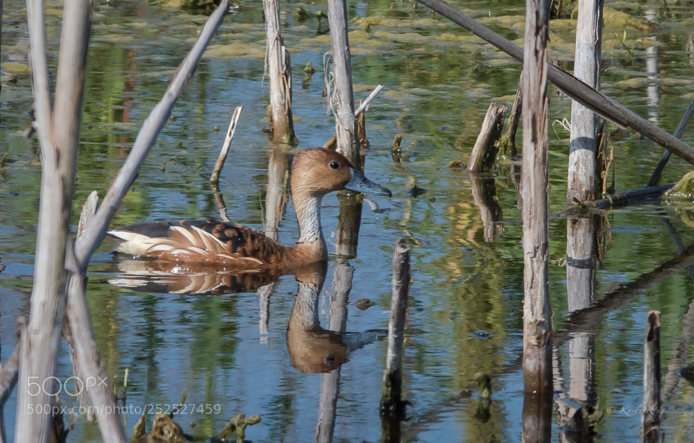 Nikon D500 sample photo. Whistling reflection photography