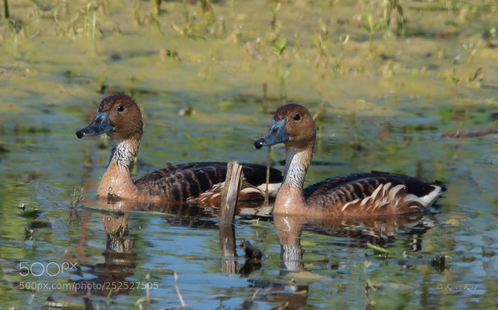 Nikon D500 sample photo. Whistling duo photography