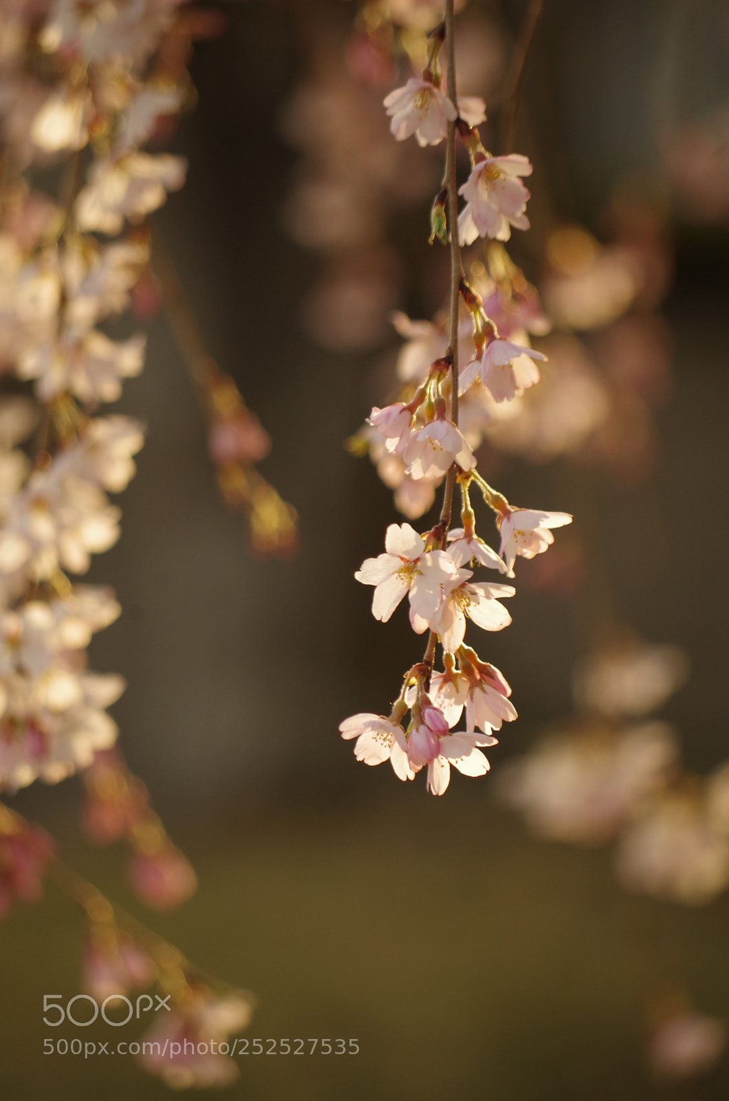 Pentax K-50 sample photo. Cherry blossom
 photography