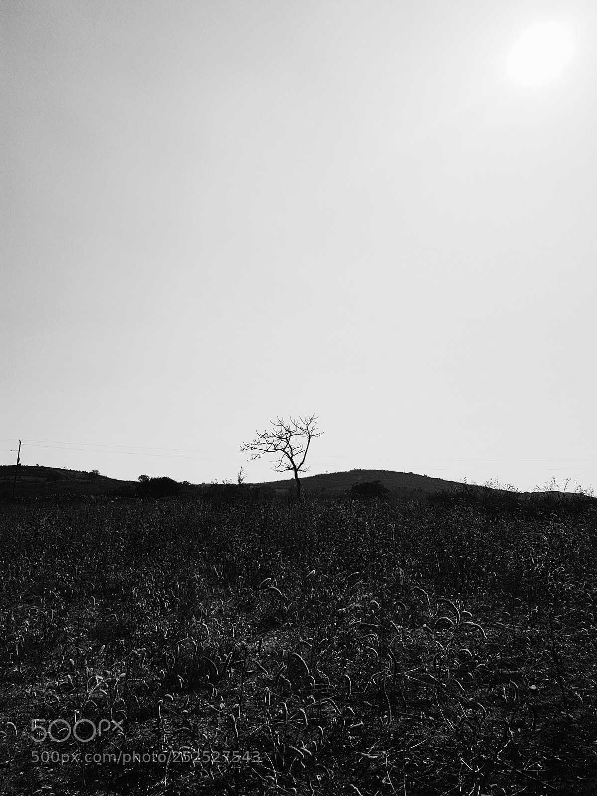 Samsung Galaxy S7 Edge sample photo. Lone tree photography