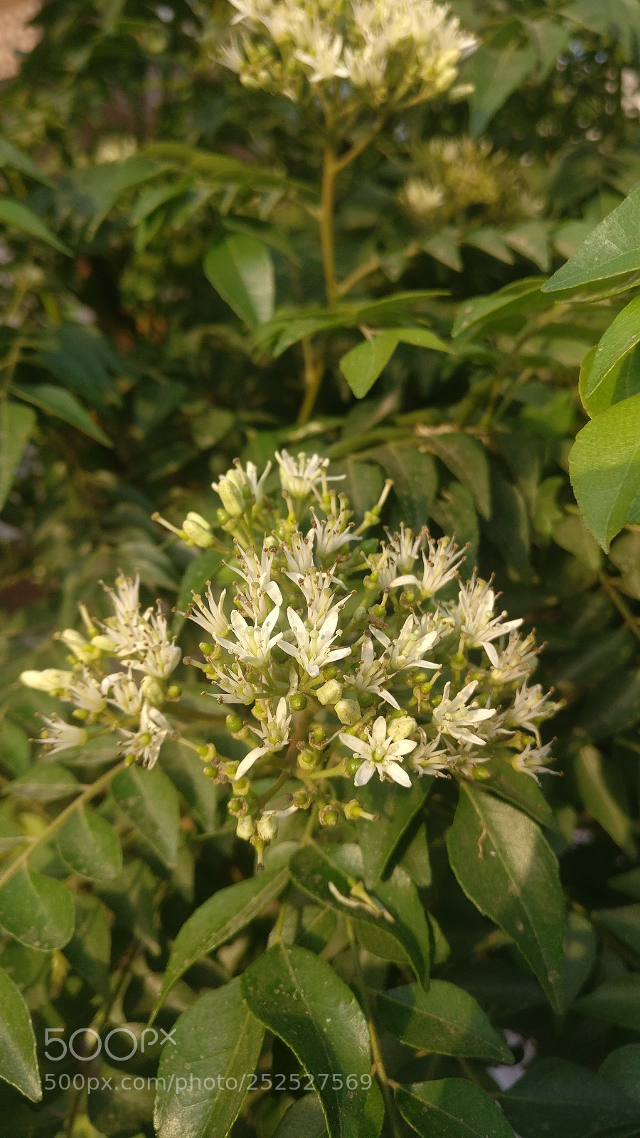 OnePlus A3003 sample photo. Curry leaves flower photography