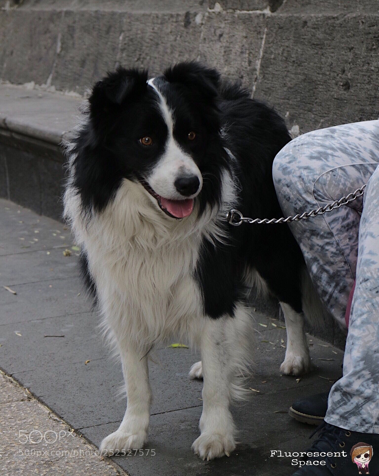 Canon EOS M3 sample photo. Felicidad perruna  photography