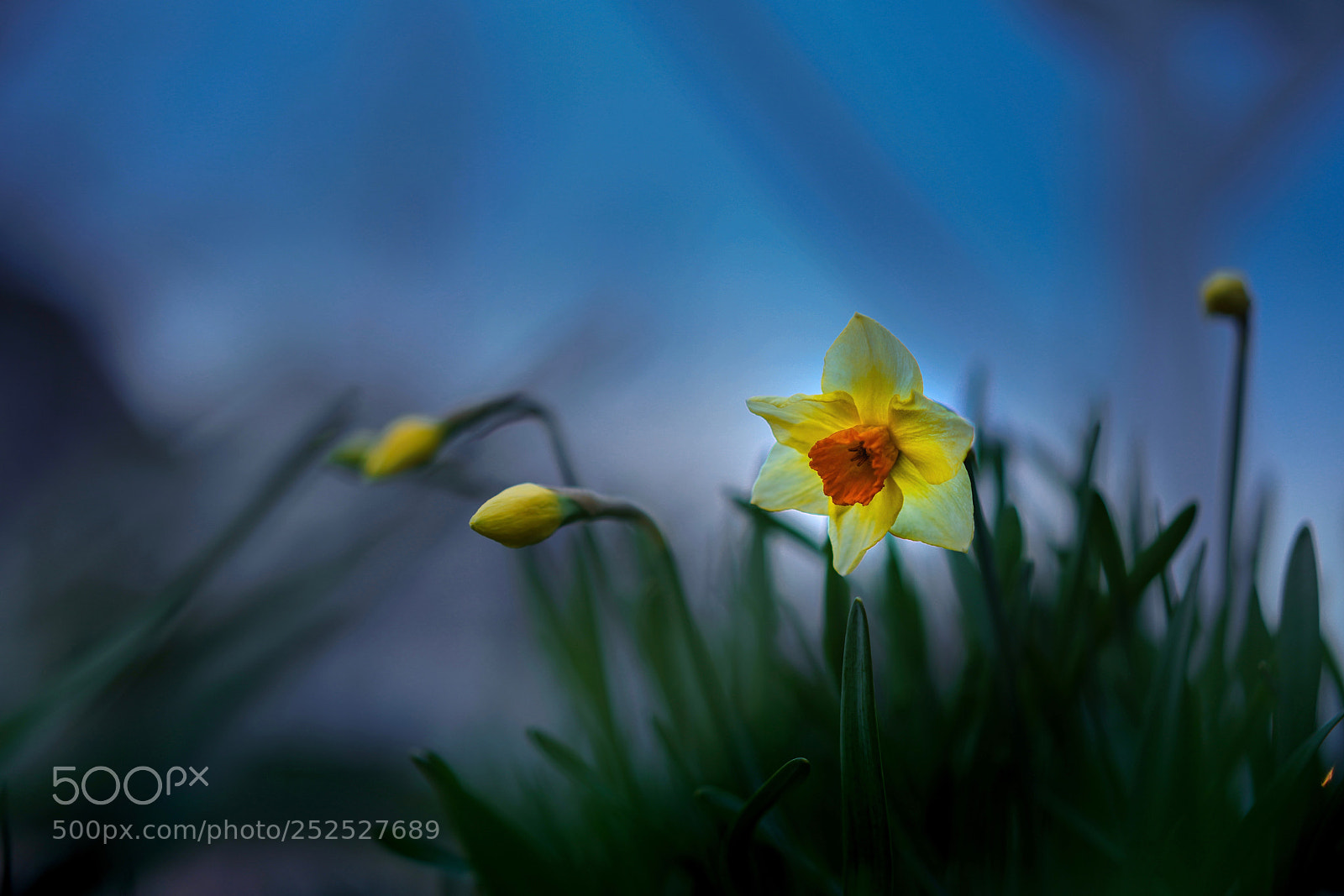 Sony a7R III sample photo. Bloom photography