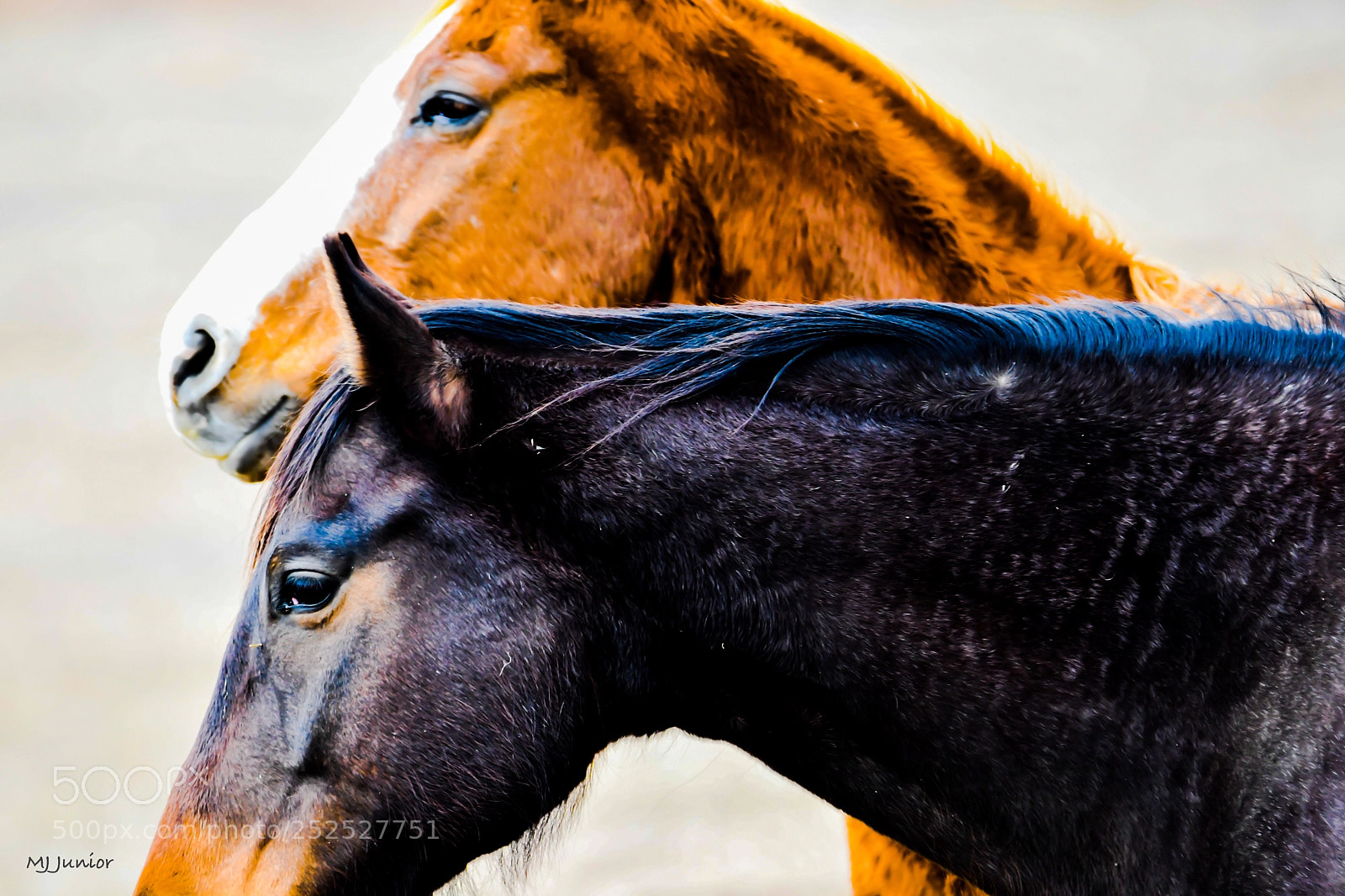 Nikon D7500 sample photo. Two horses...color photography