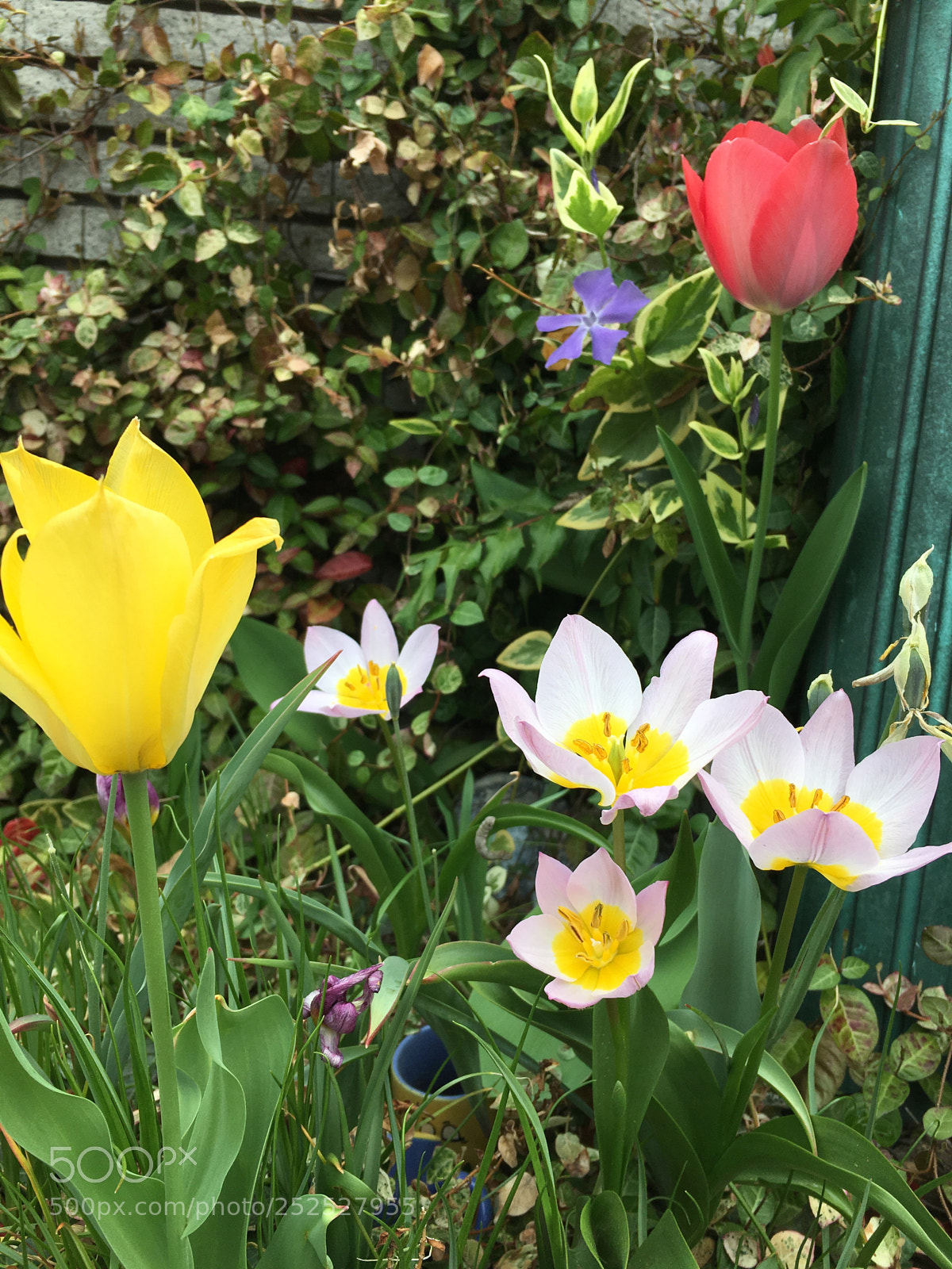 Apple iPhone 6s sample photo. Tulips at my house. photography