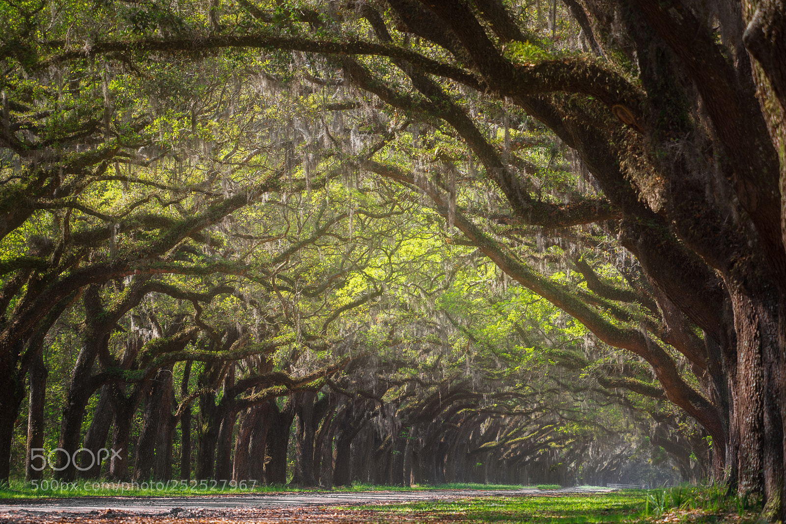 Olympus OM-D E-M10 sample photo. Wormsloe 2 photography