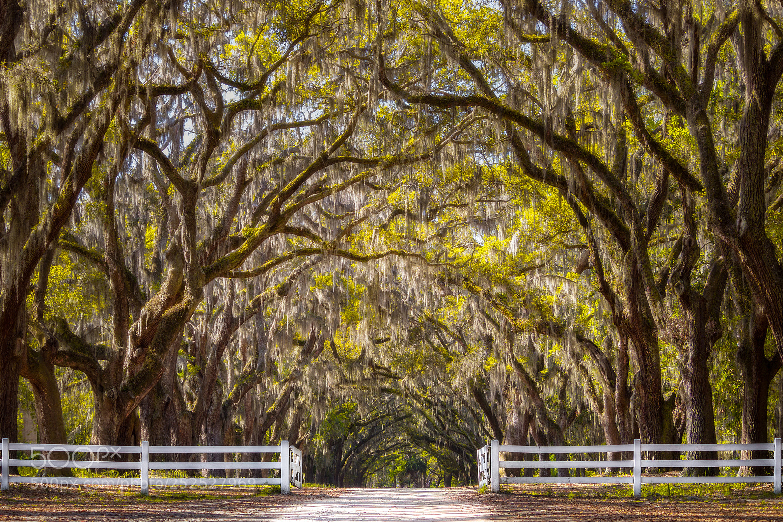 Olympus OM-D E-M10 sample photo. Wormsloe 3 photography