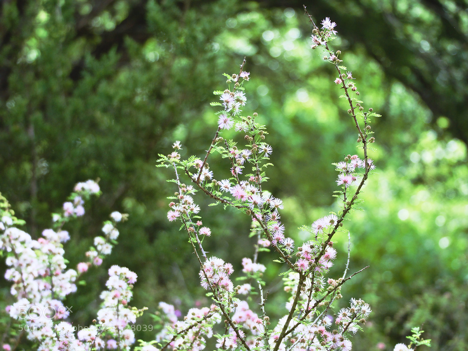 Olympus OM-D E-M1 Mark II sample photo. Light the path photography