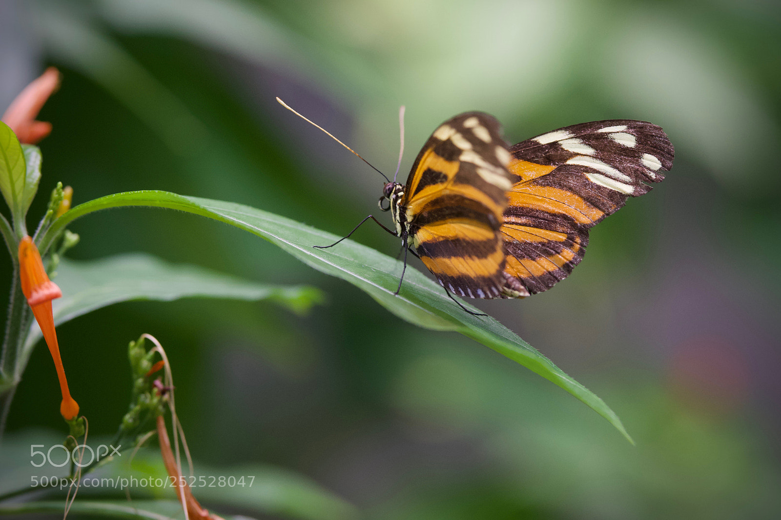Sony a6000 sample photo. At the rainforest photography