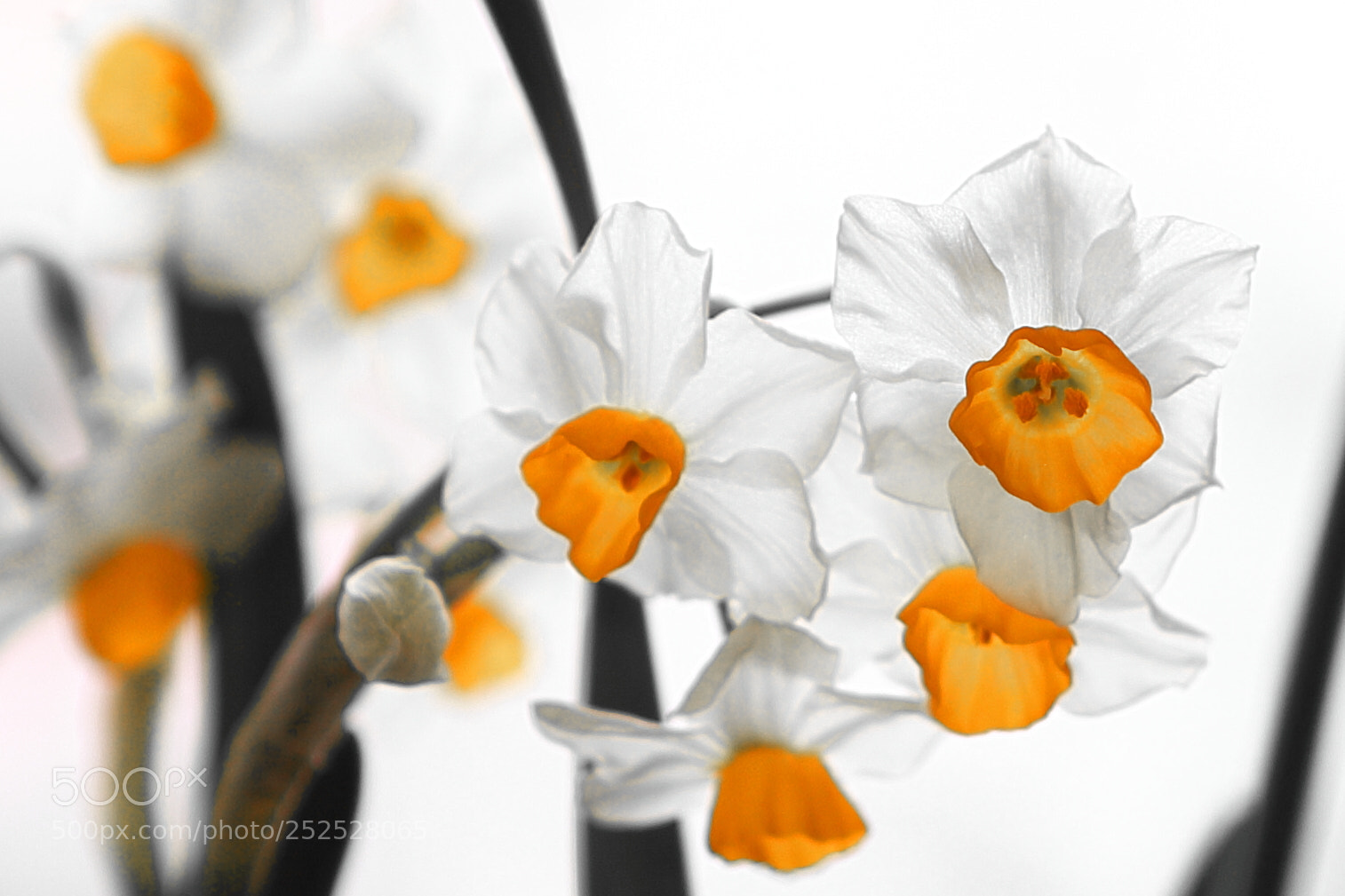 Canon EF 24-70mm F2.8L USM sample photo. 水墨水仙 photography