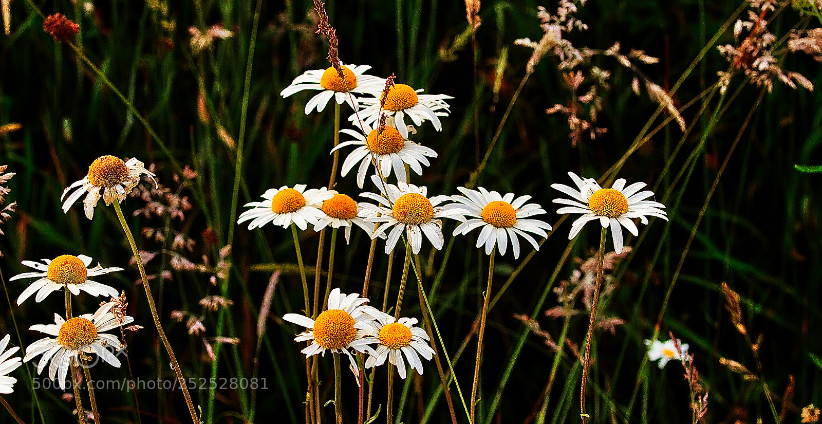 Canon EOS 7D sample photo. Si tu veux faire photography