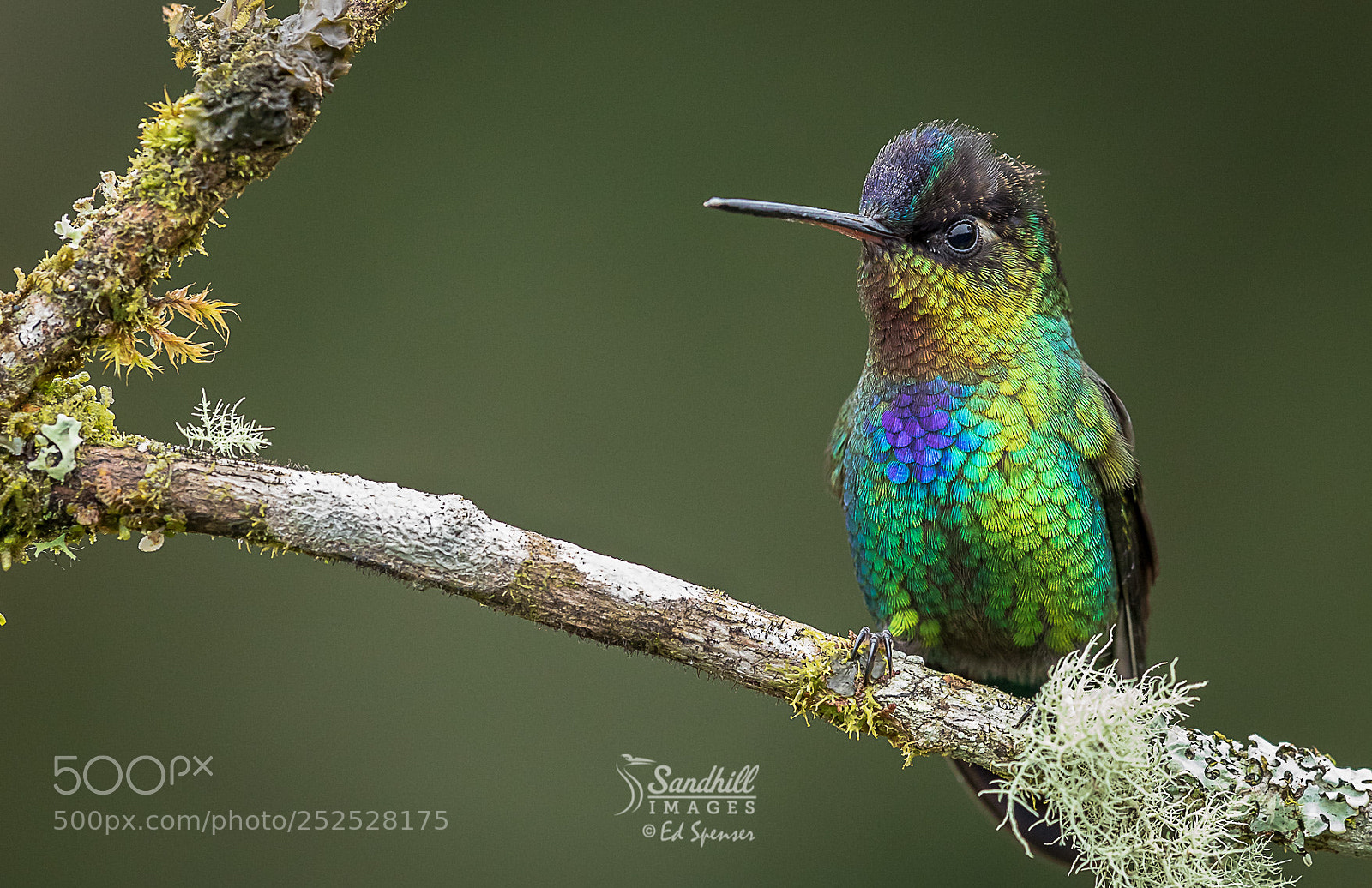 Canon EOS 5D Mark IV sample photo. Fiery-throated hummingbird photography