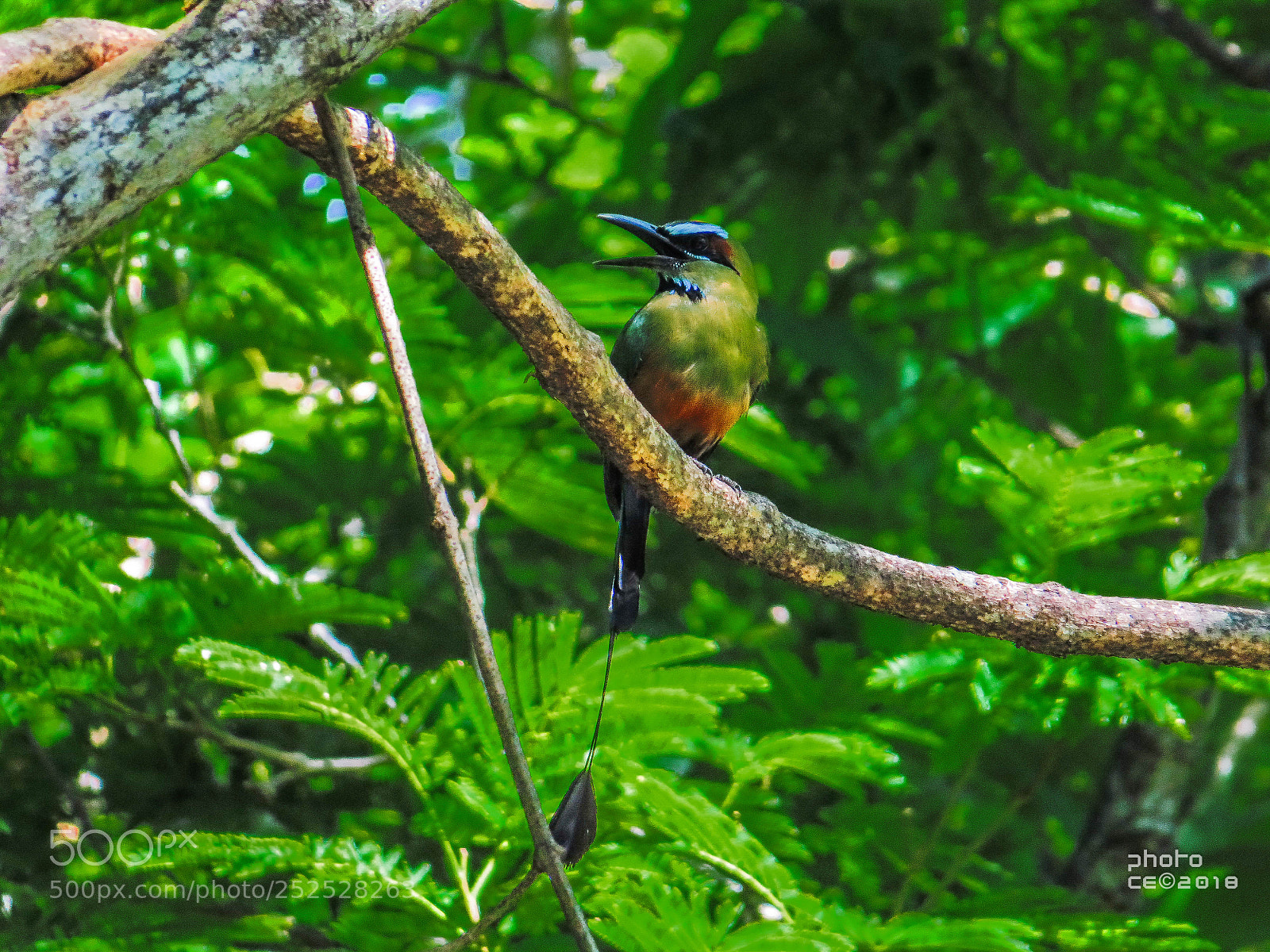 Canon PowerShot SX50 HS sample photo. Naturaleza photography