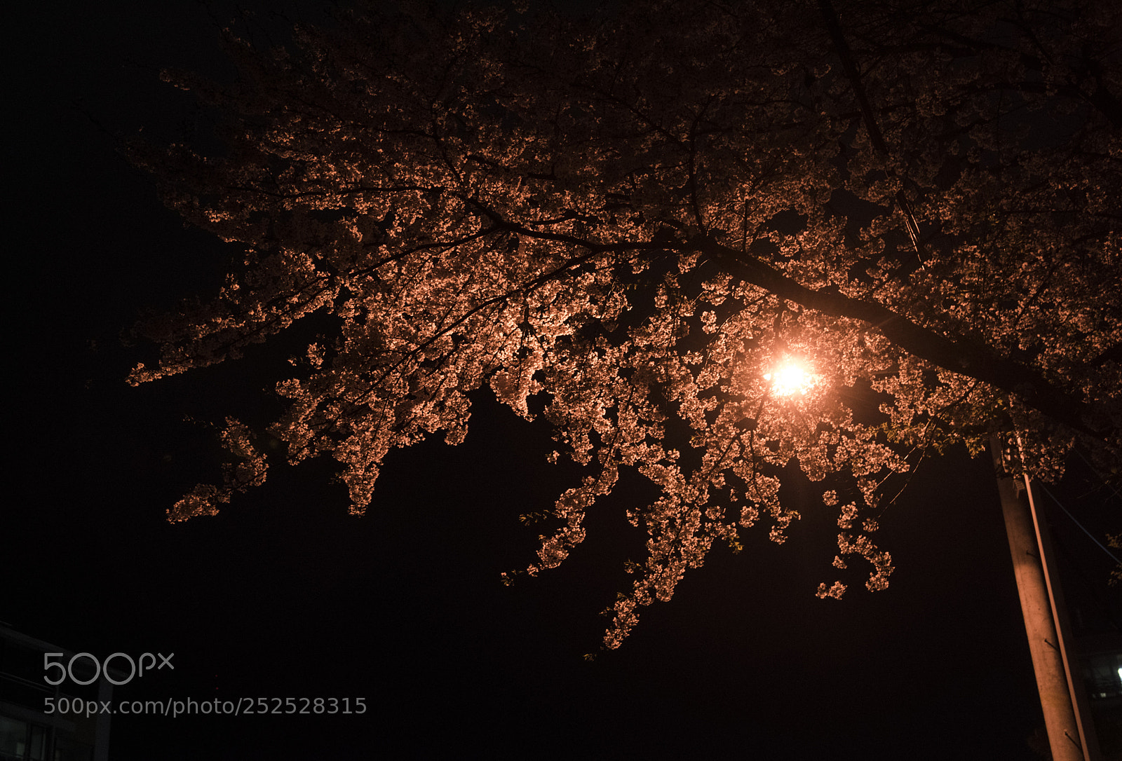 Nikon D810 sample photo. In a night photography