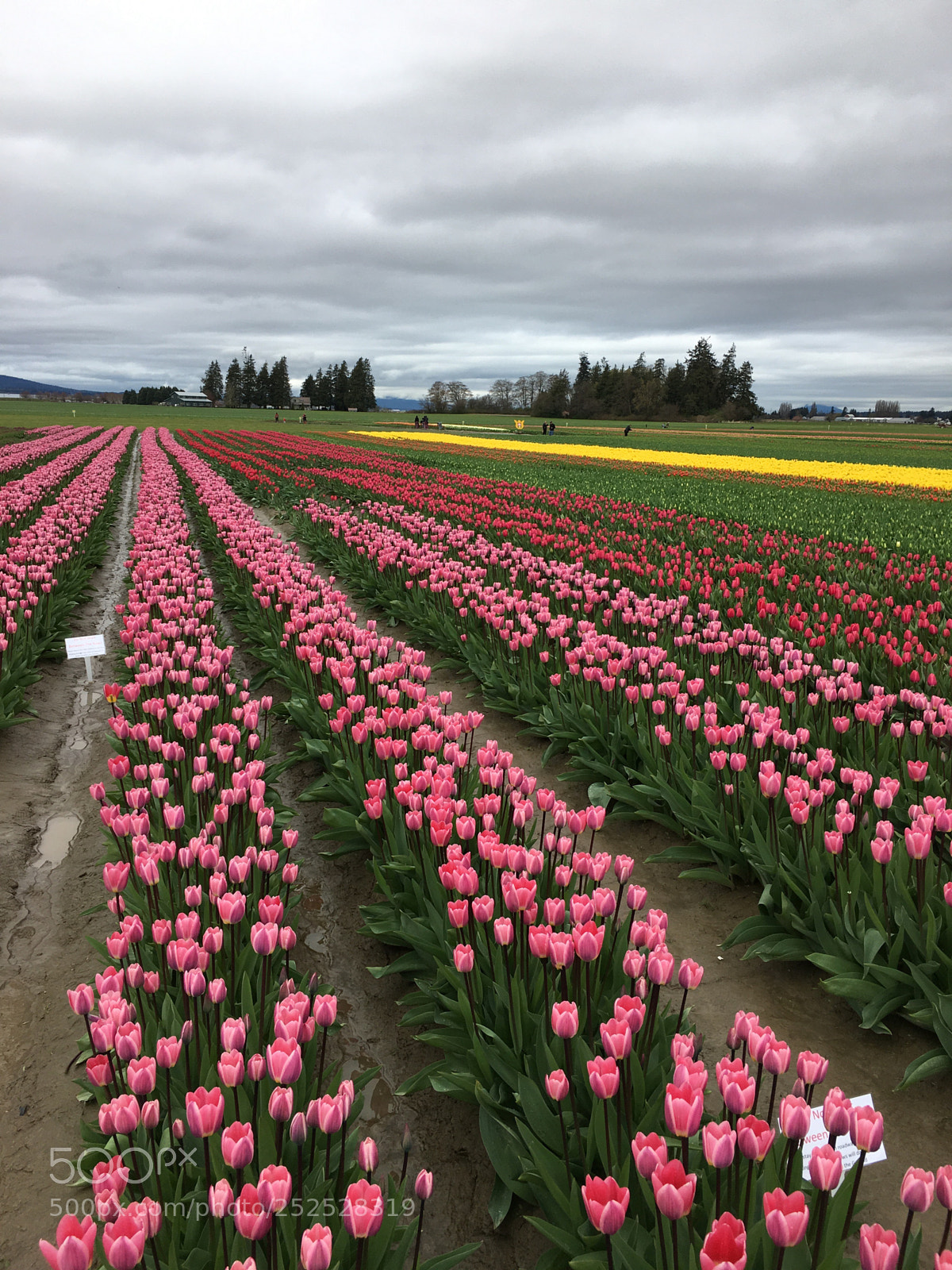 Apple iPhone 6s sample photo. Fields of tulips photography