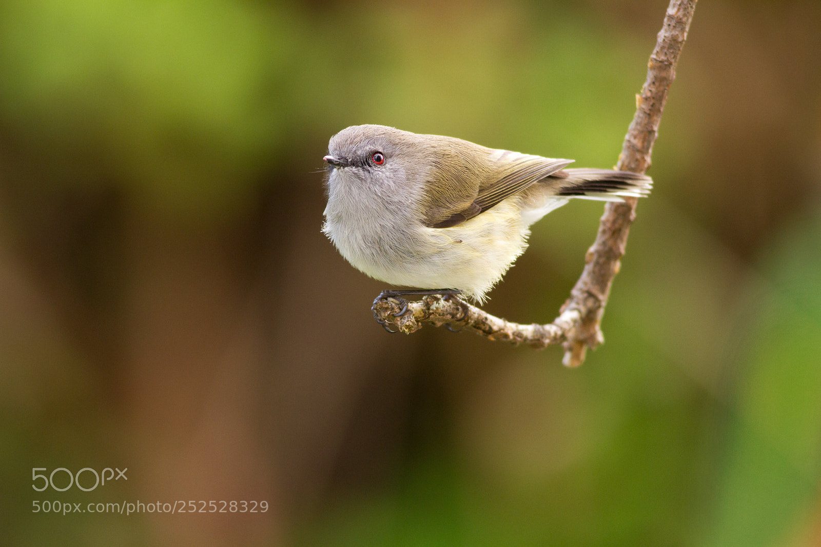 Canon EOS 7D sample photo. Grey warbler pose (4) photography