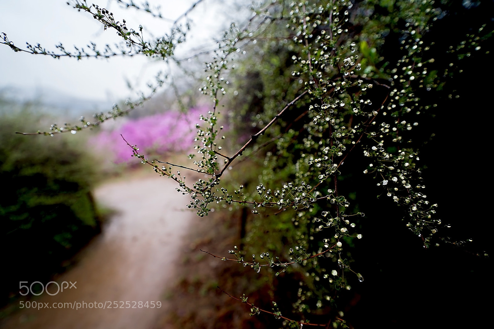 Sony a9 sample photo. Azalea 진달래 photography
