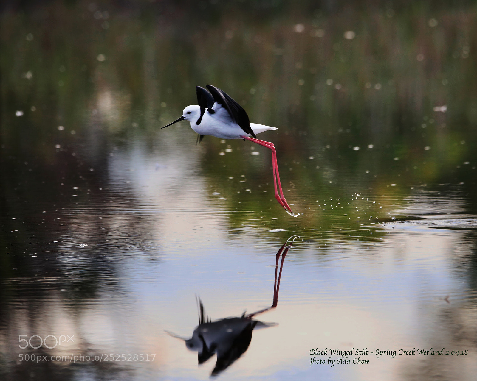 Canon EOS-1D X Mark II sample photo. Black winged stilt photography