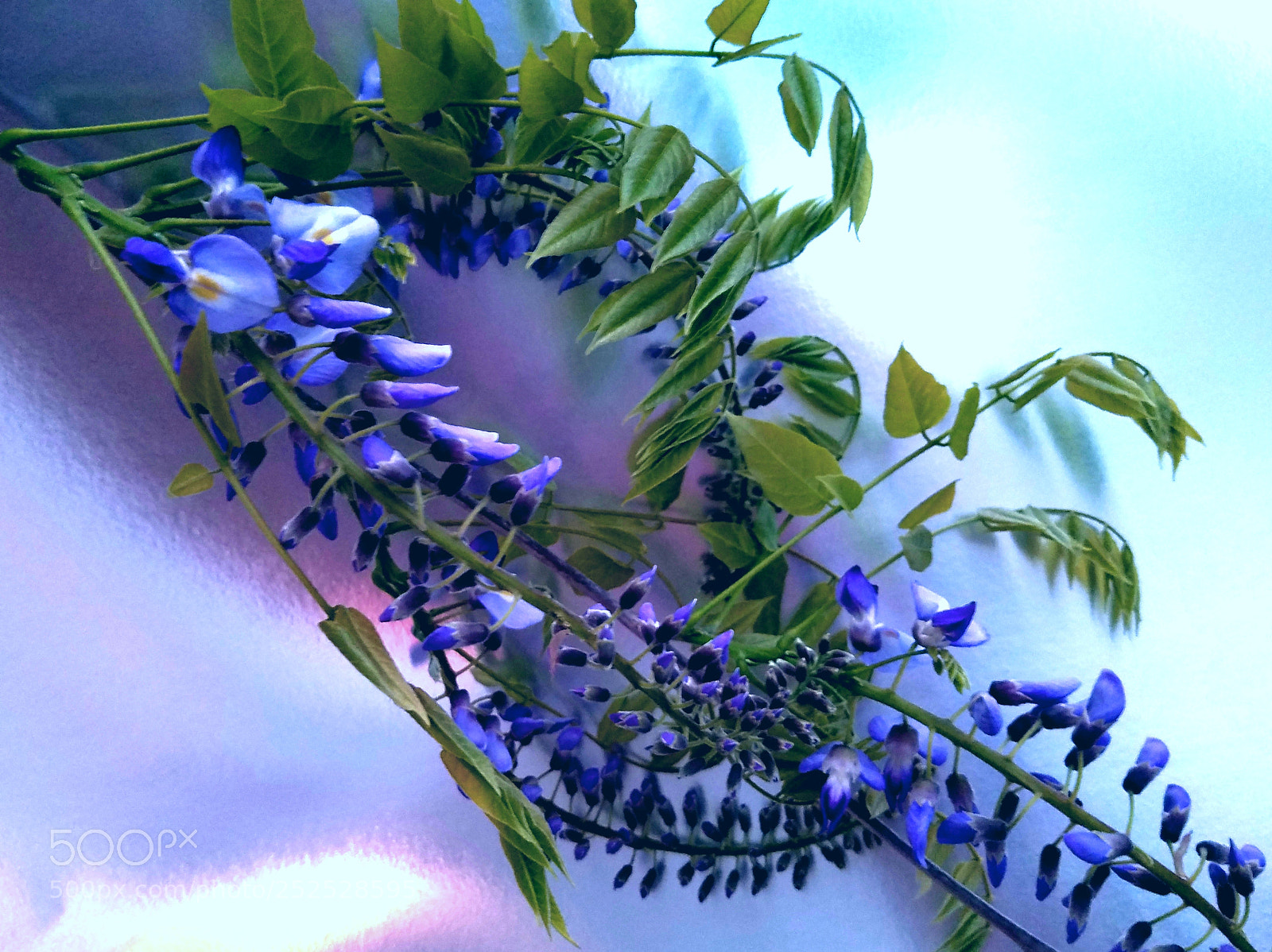 Samsung Galaxy S7 Edge sample photo. Wisteria photography
