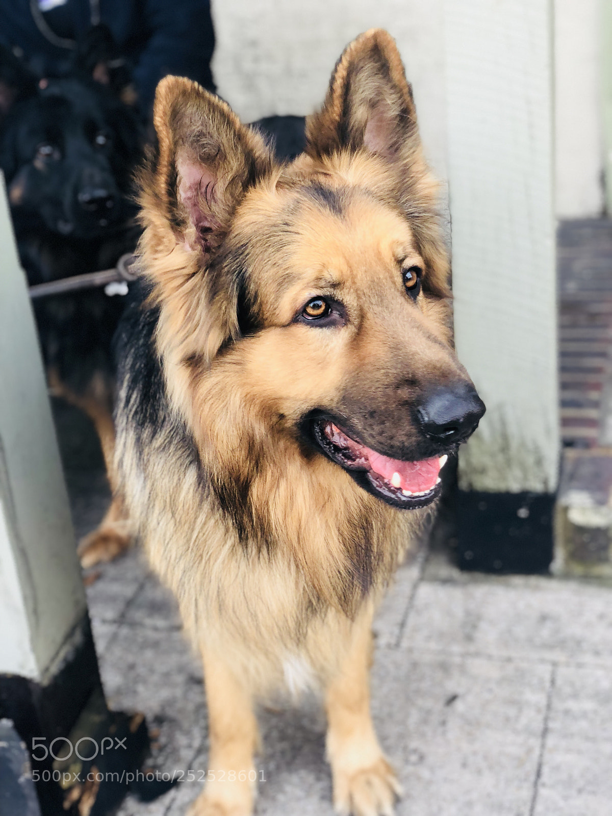 Apple iPhone X sample photo. Untitled photography