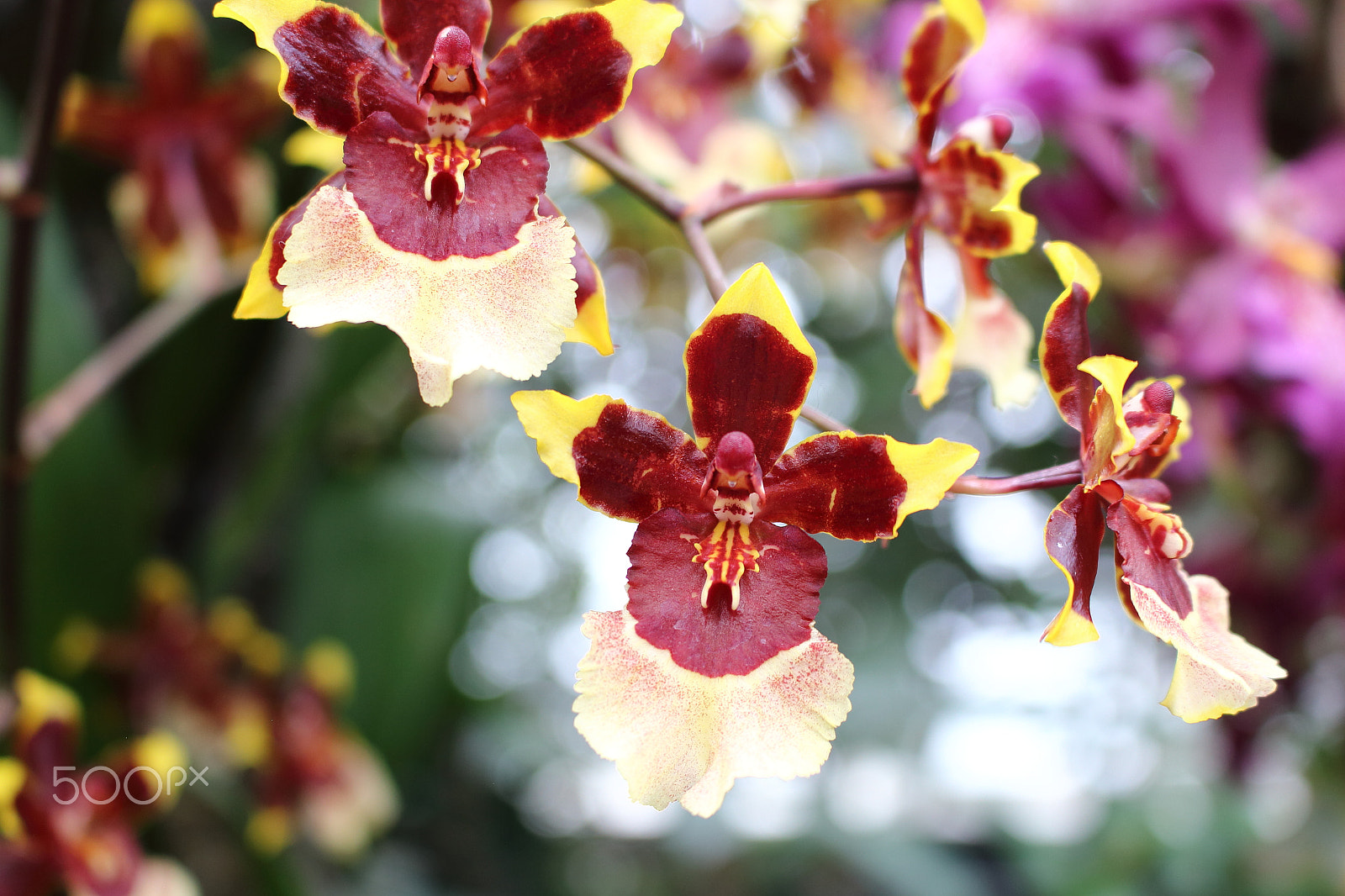 Canon EOS 100D (EOS Rebel SL1 / EOS Kiss X7) sample photo. World of orchids photography