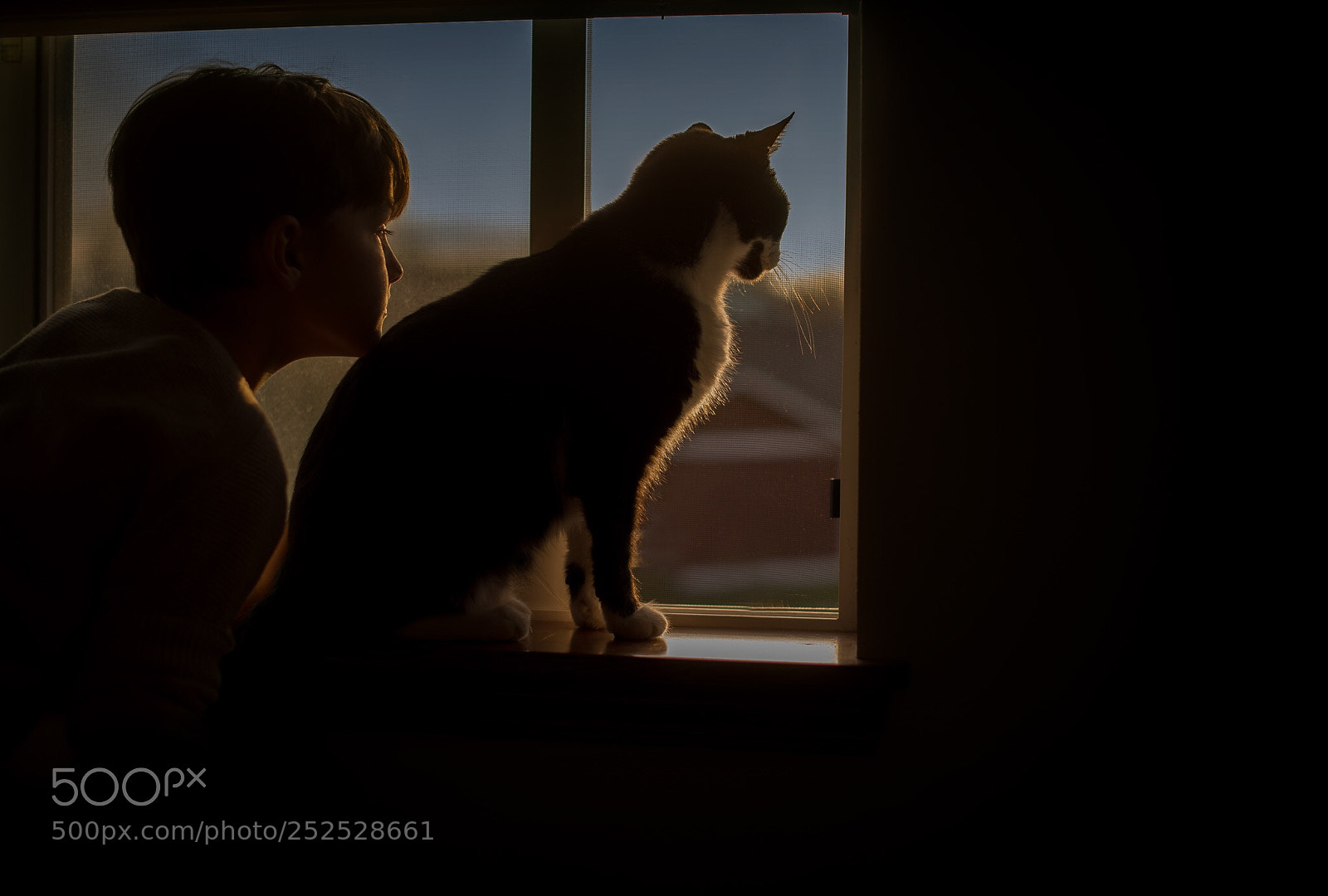 Nikon D600 sample photo. Kid cat sunet photography