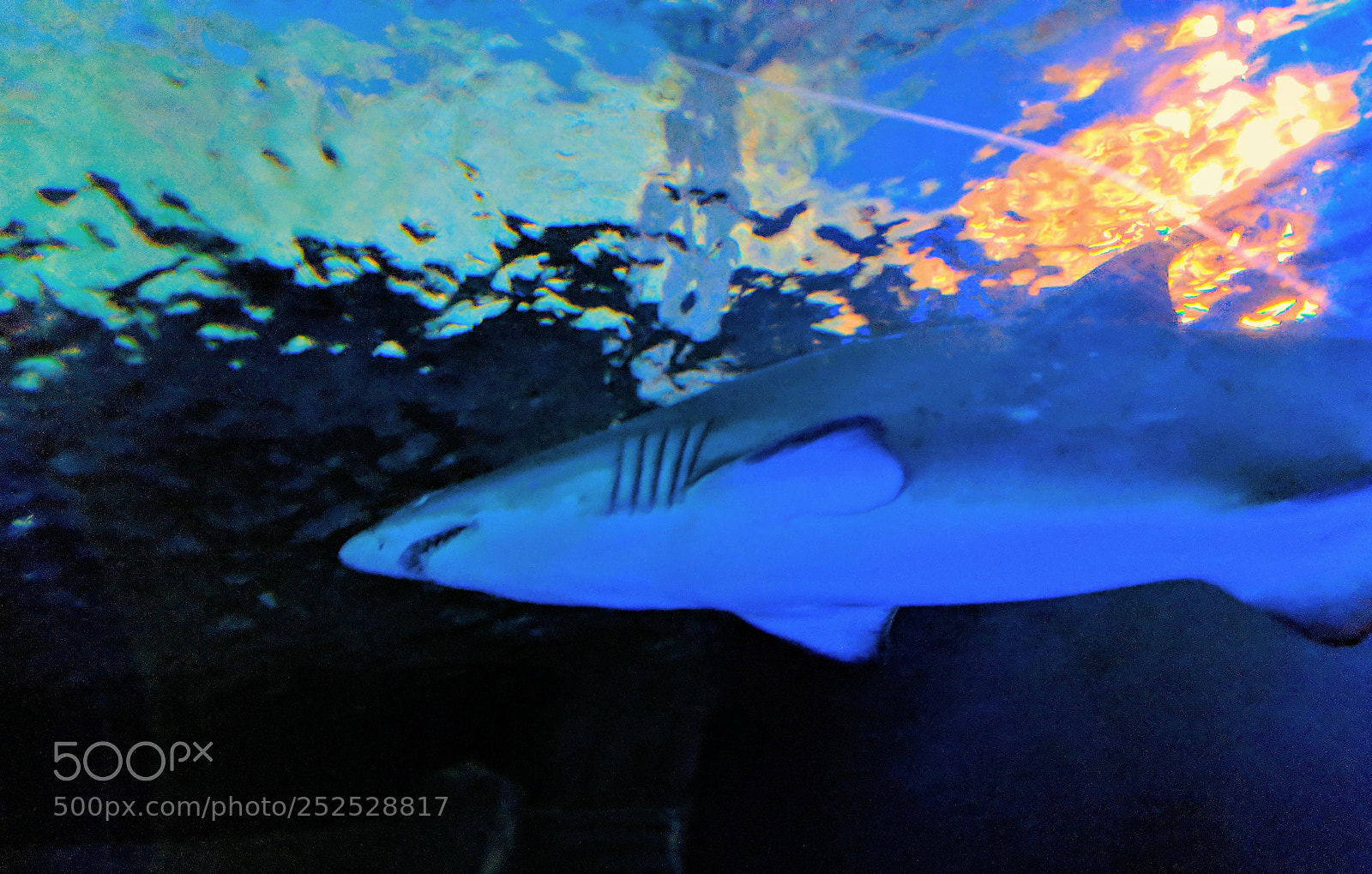 Google Pixel 2 XL sample photo. Shark photography