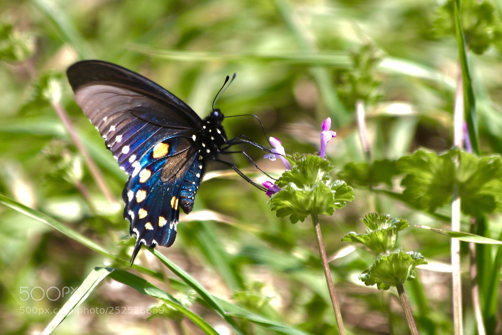 Canon EOS 80D sample photo.       black swallowtail butterfly photography